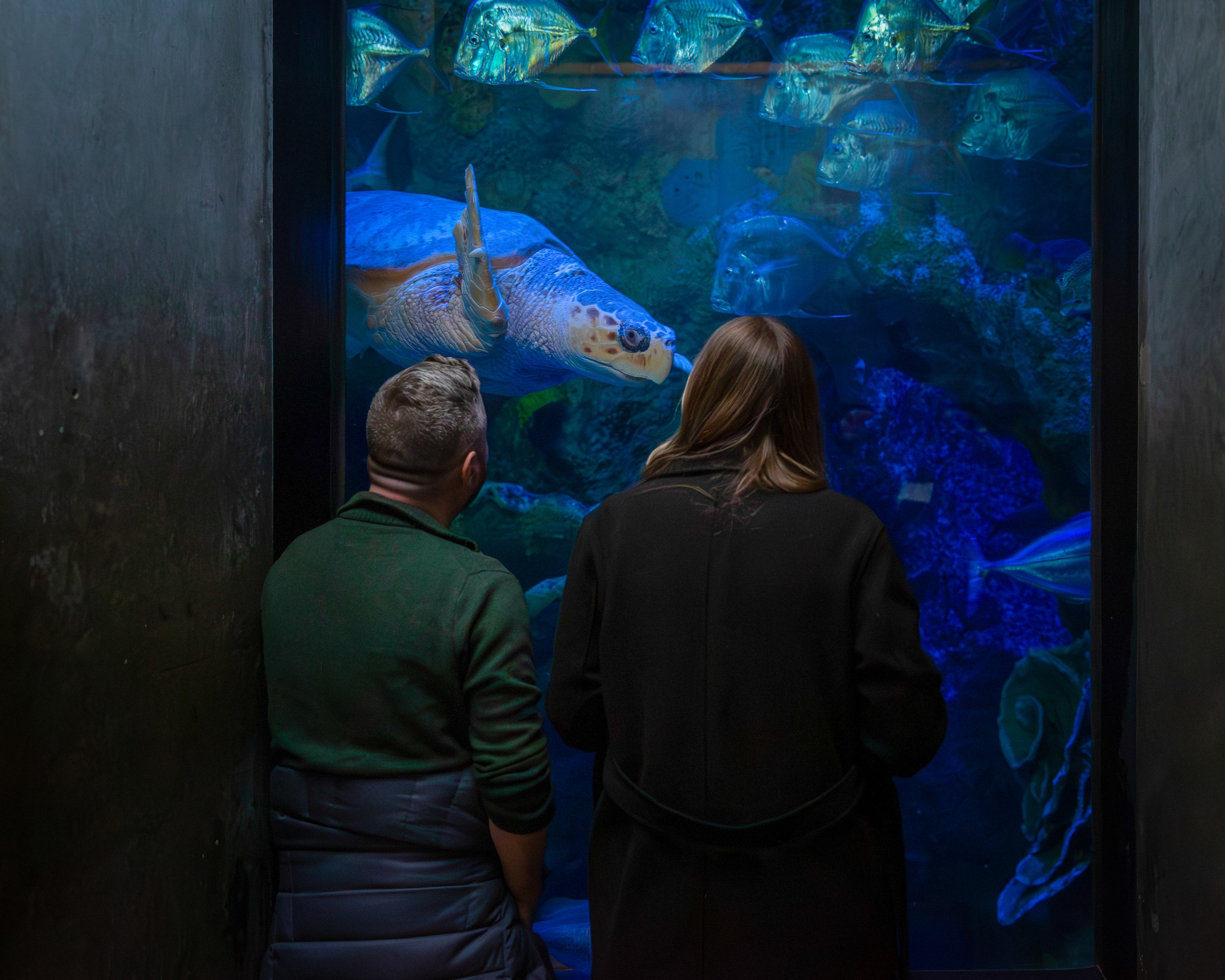 251122-42_PHOTOGRAPHS-CHRIS_DISARIO-NEW_ENGLAND_AQUARIUM-ADULTS_ONLY_PARTY-PROCESSED_(87_of_107).jpg