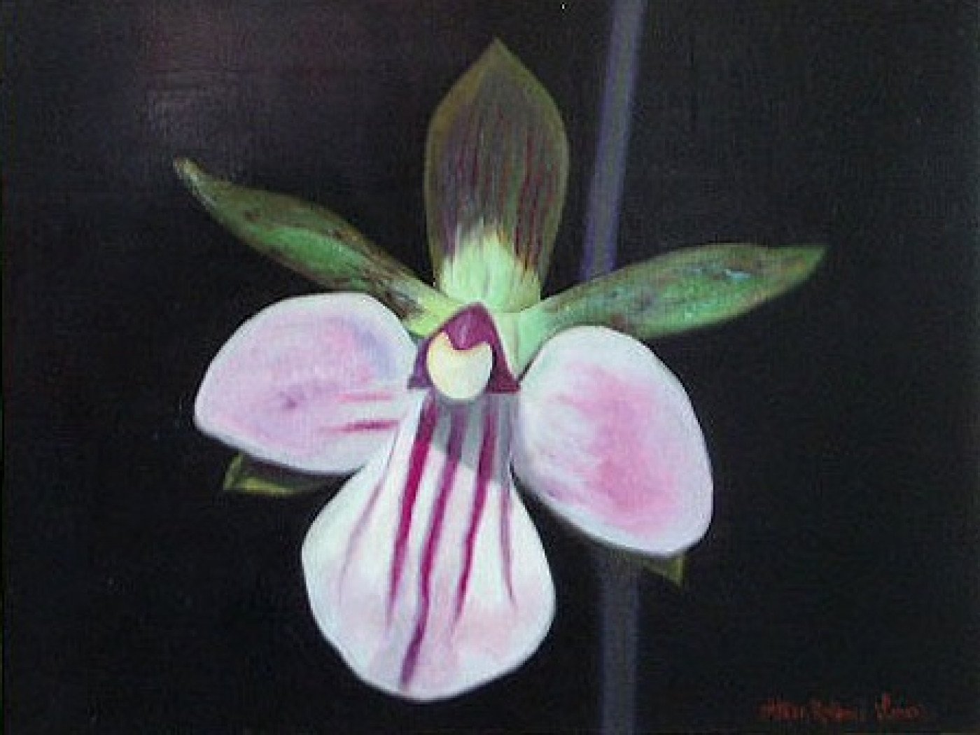 Single Purple Orchid (1992) by Alton Lowe, 9" x 12"