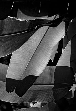 LR 2 Botanical - Painting Nature 2.jpg