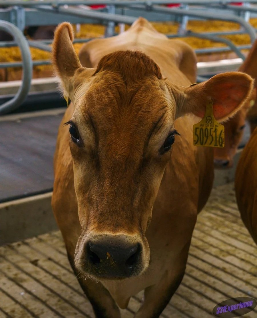 Stevens County Fair 2025