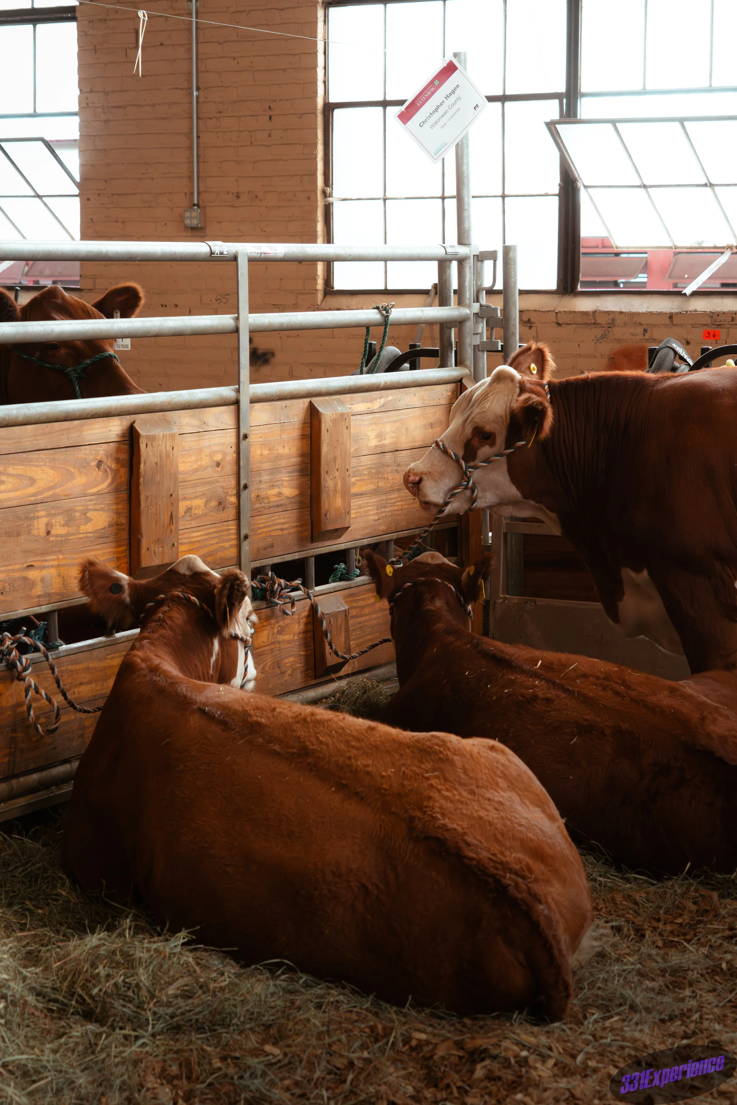 MinnesotaStateFair-3.jpg
