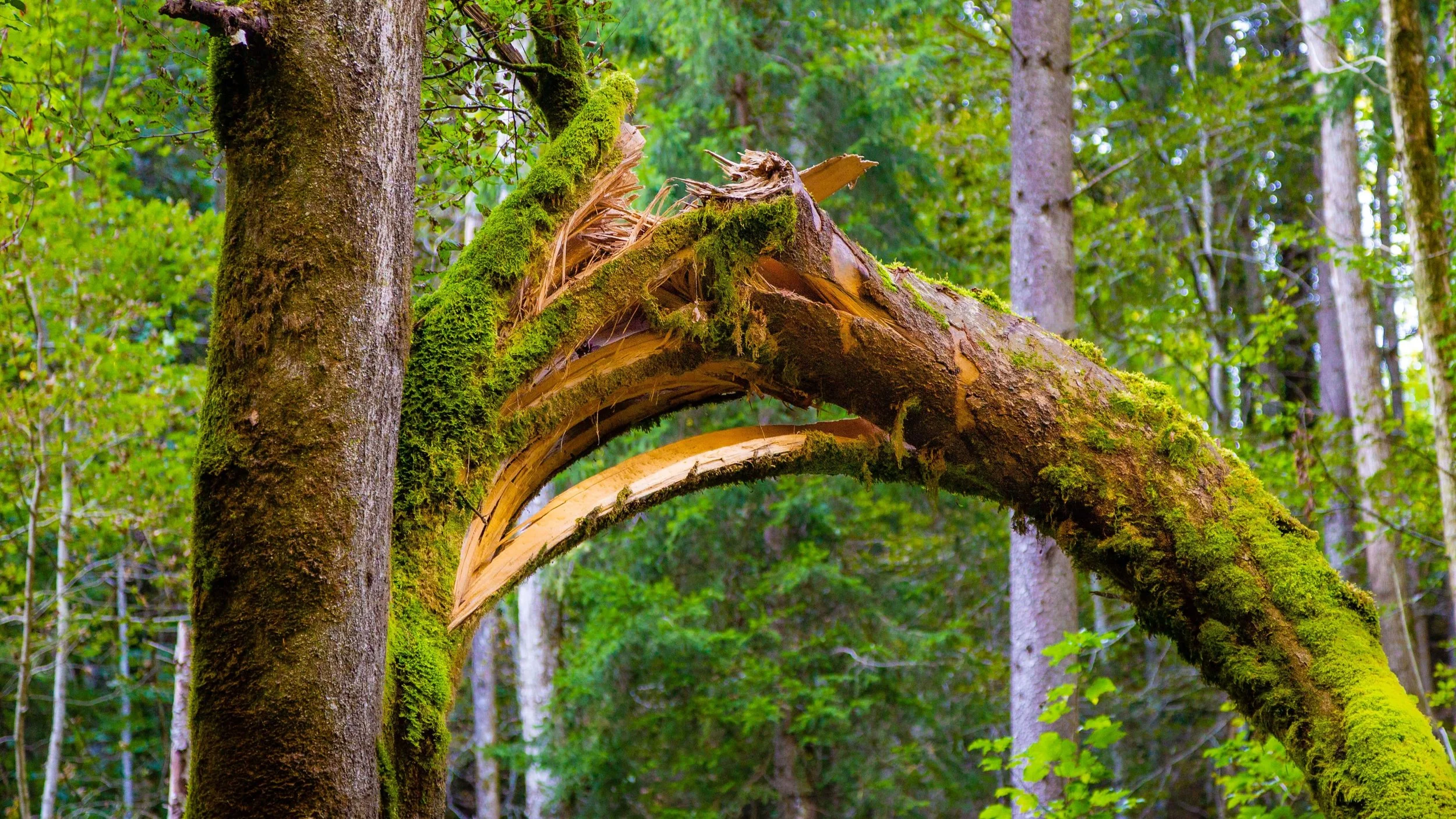 Close-up of a moss-covered tree broken mid-trunk in a vibrant green forest, a visual reminder that flexibility without a strong foundation eventually gives way.