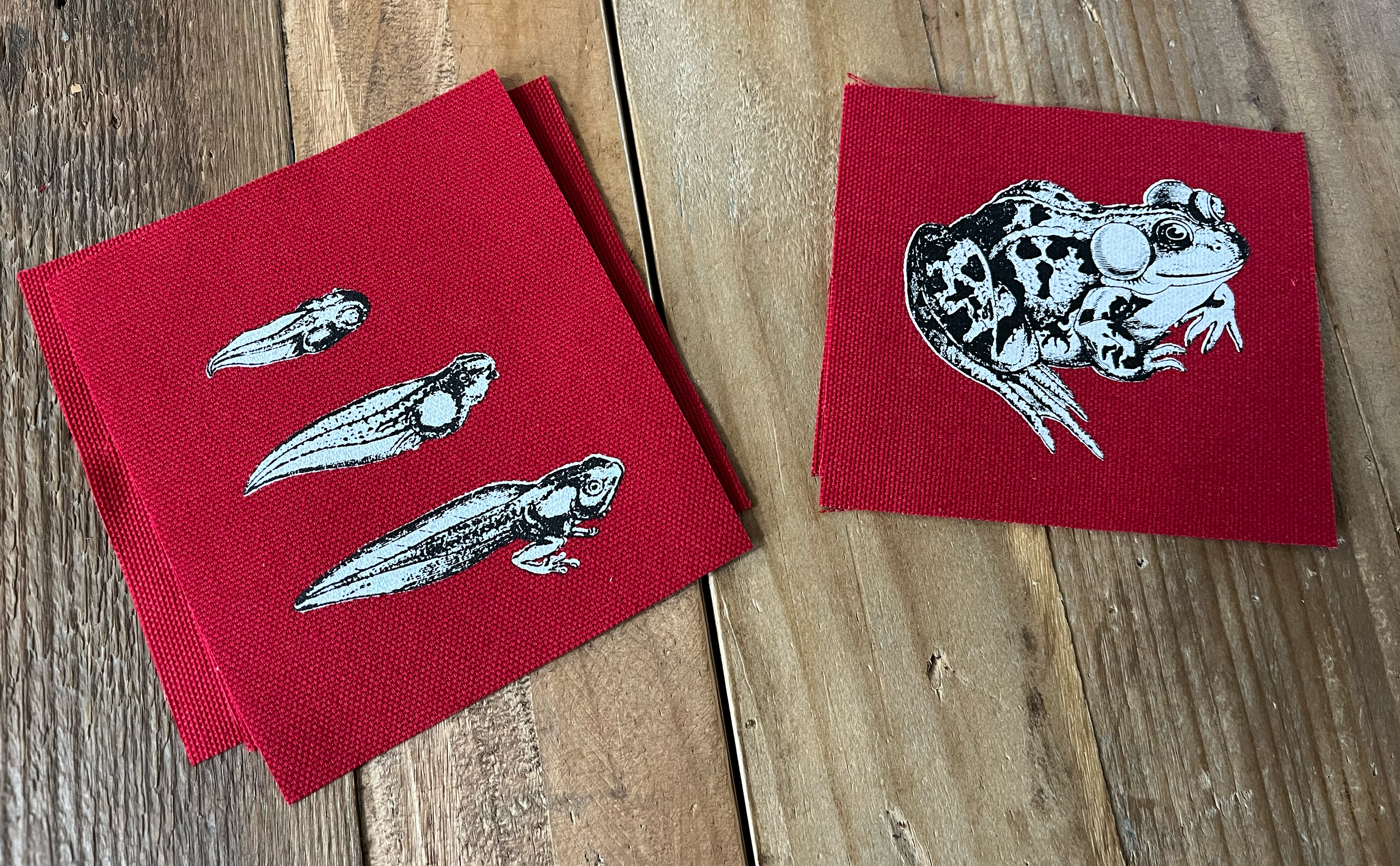 Tadpole Toad WHITE Ink Red.png