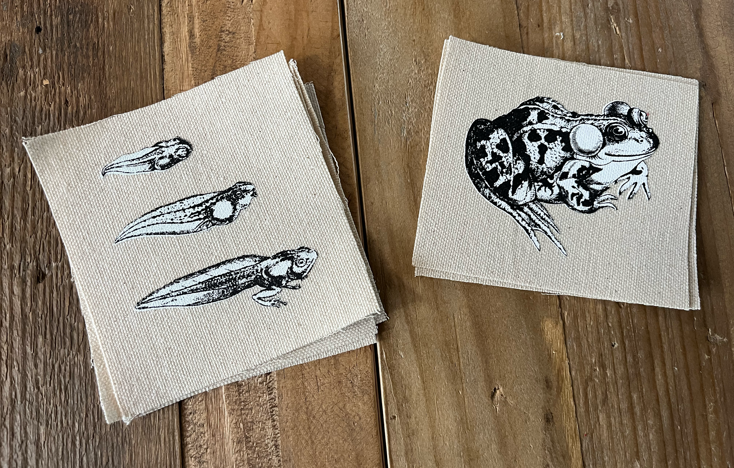 Tadpole Toad WHITE Ink Natural.png