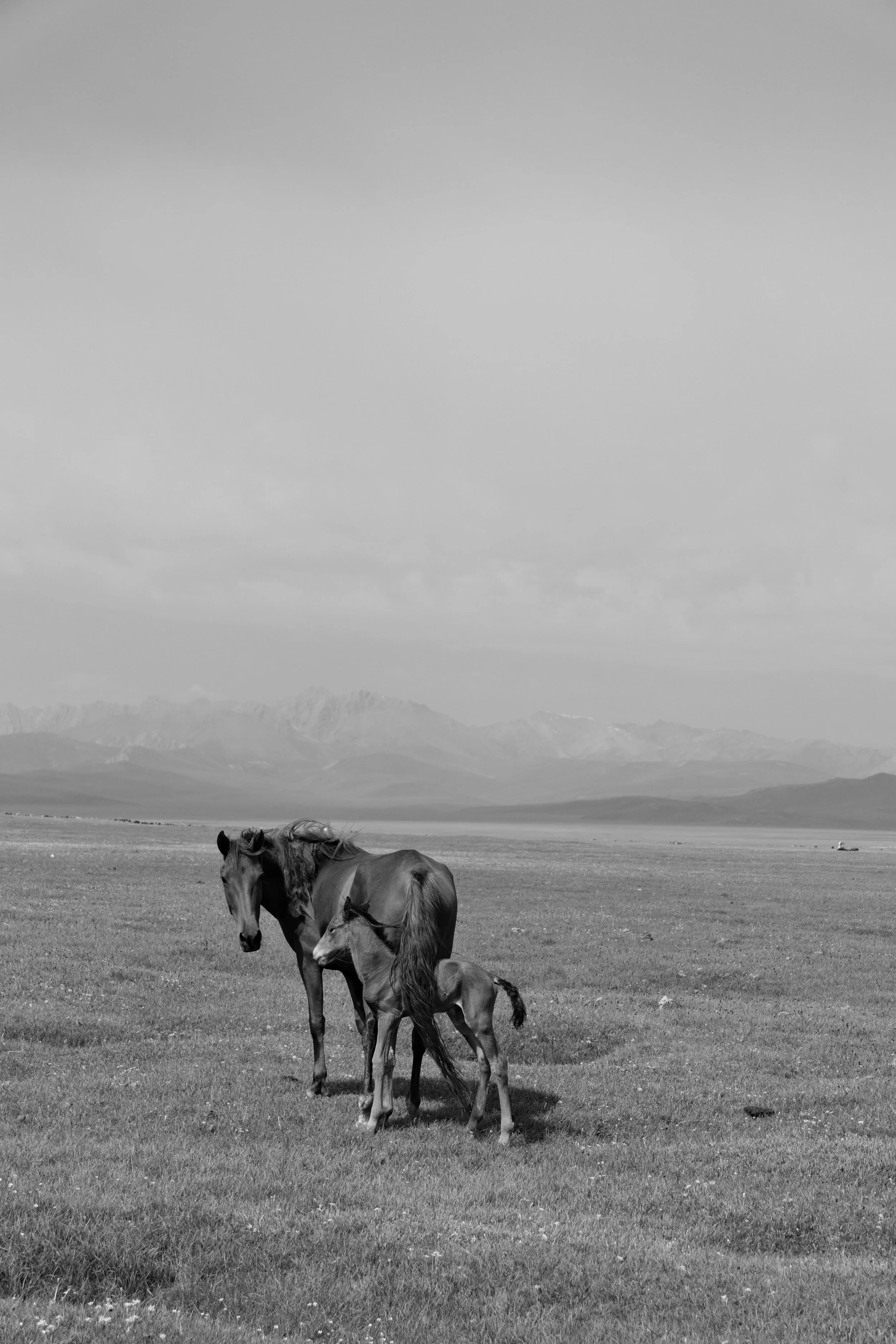Two horses, an adult horse and a foal, stand in a wide, open meadow with mountains in the background, in black and white.