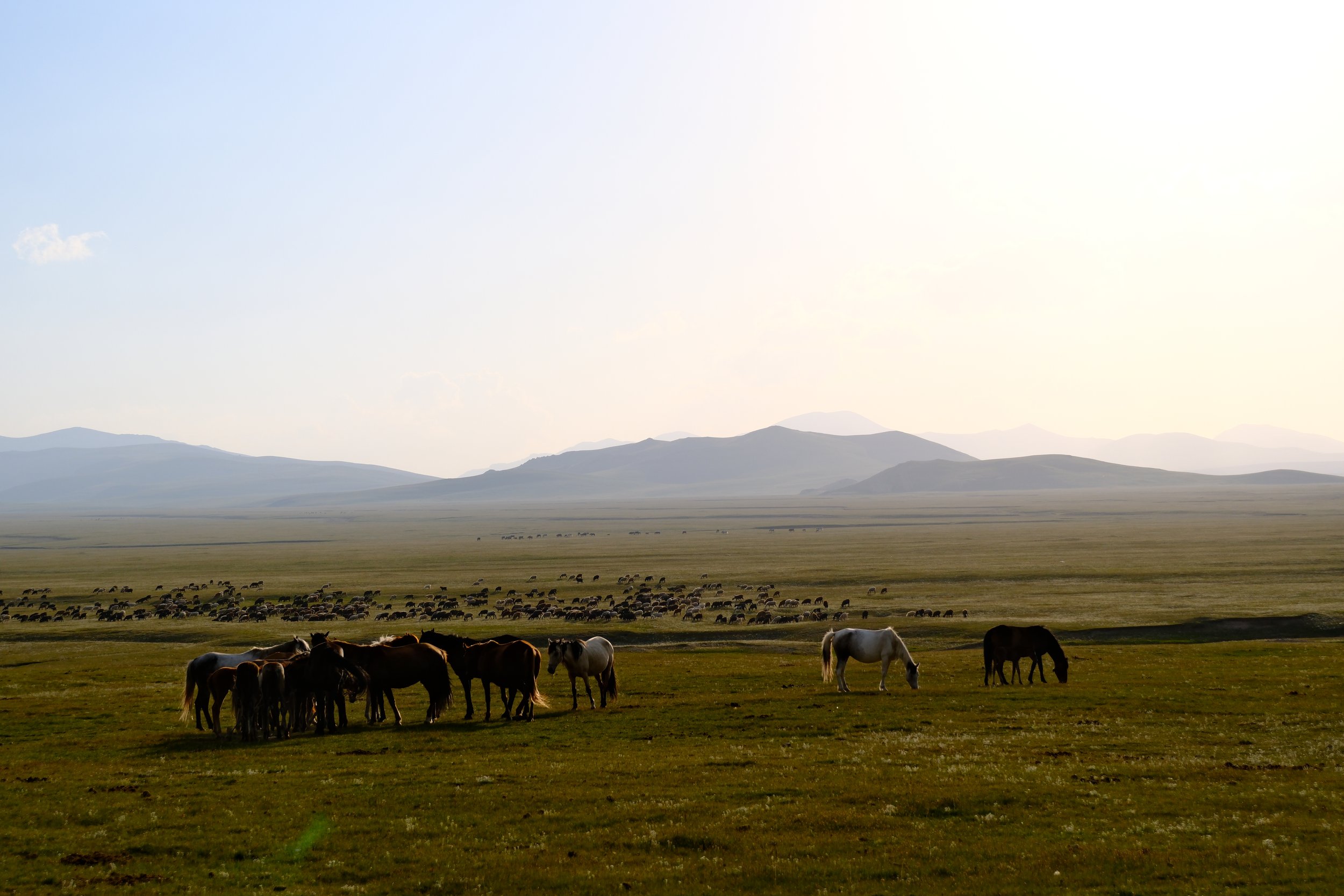 Pasture landscape with horses in the foreground, many other animals in the background, mountains in the haze, wide open country, sky with light cloud cover.