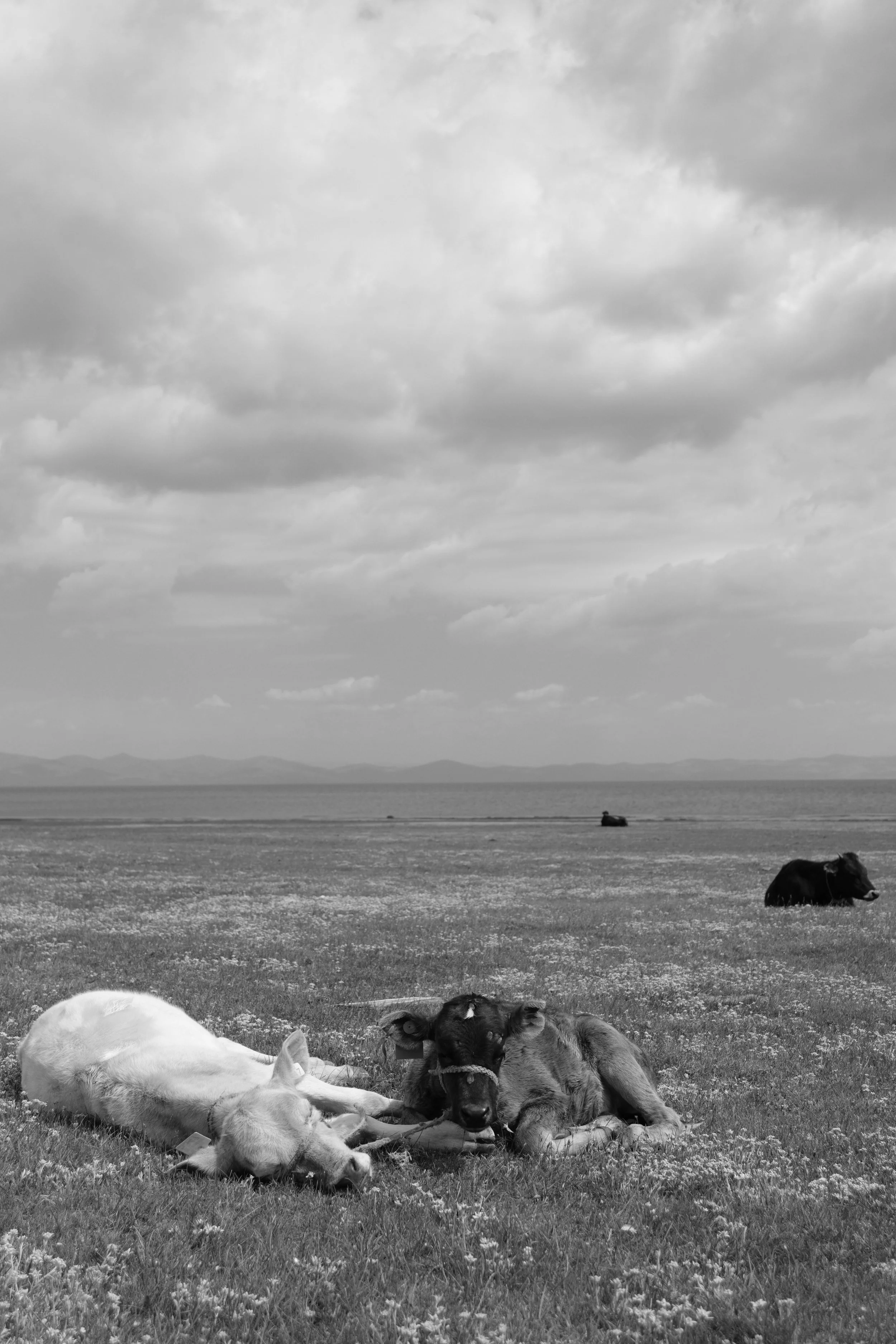 Black and white dogs lying on a meadow, a lake in the background and clouds in the sky.