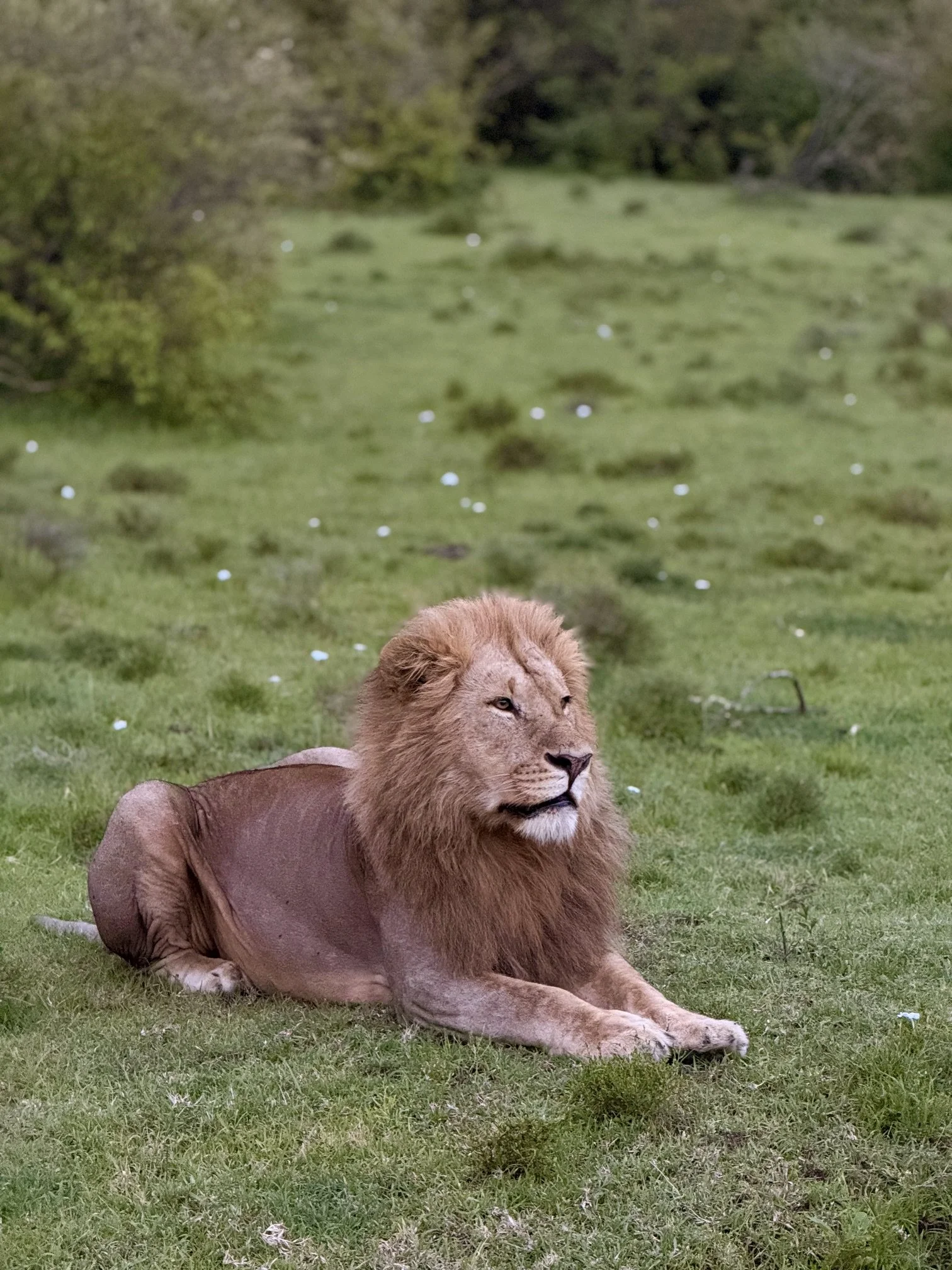 A lion resting on a grassy field surrounded by trees in the background.