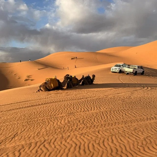 Camel Caravan resting on the orange sand dunes of the Sahara desert near Merzouga, Morocco