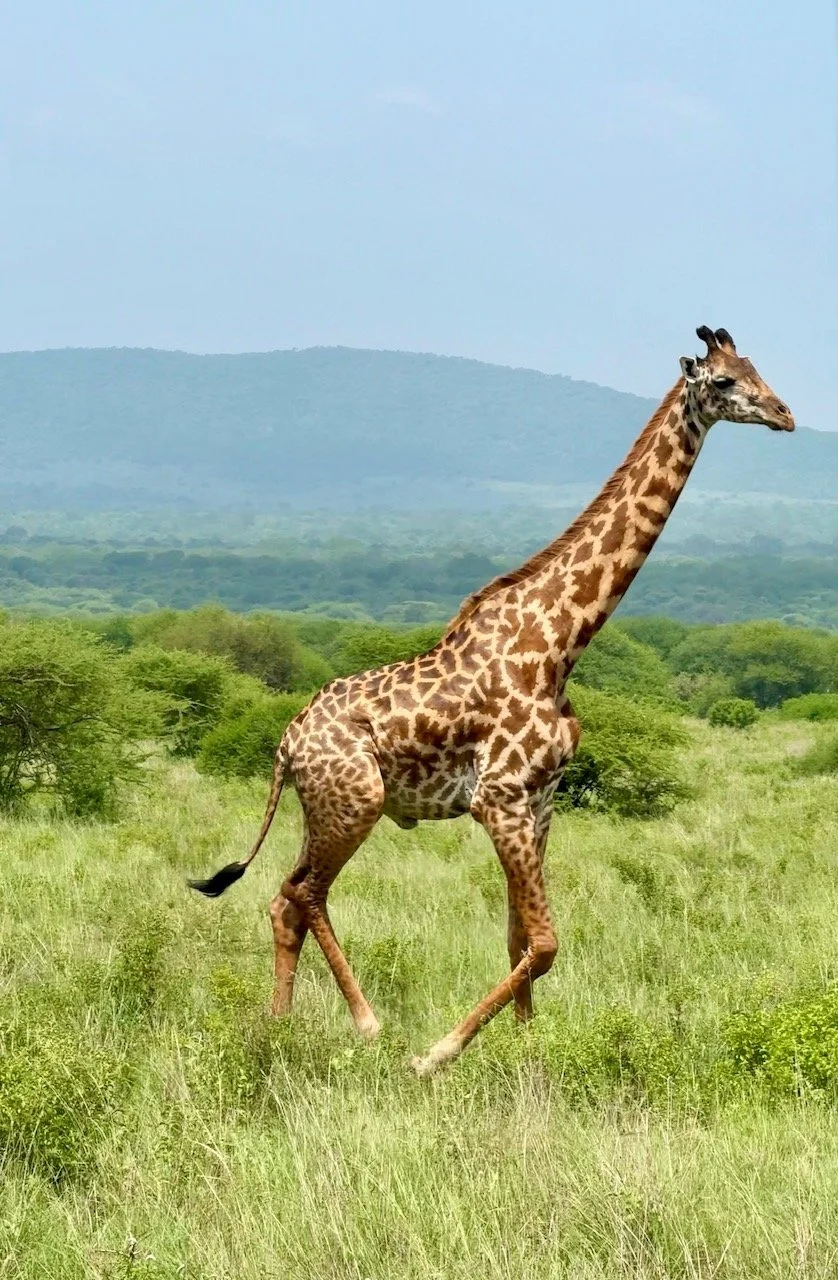 A giraffe walking through a grassy savanna with green trees and mountains in the background.