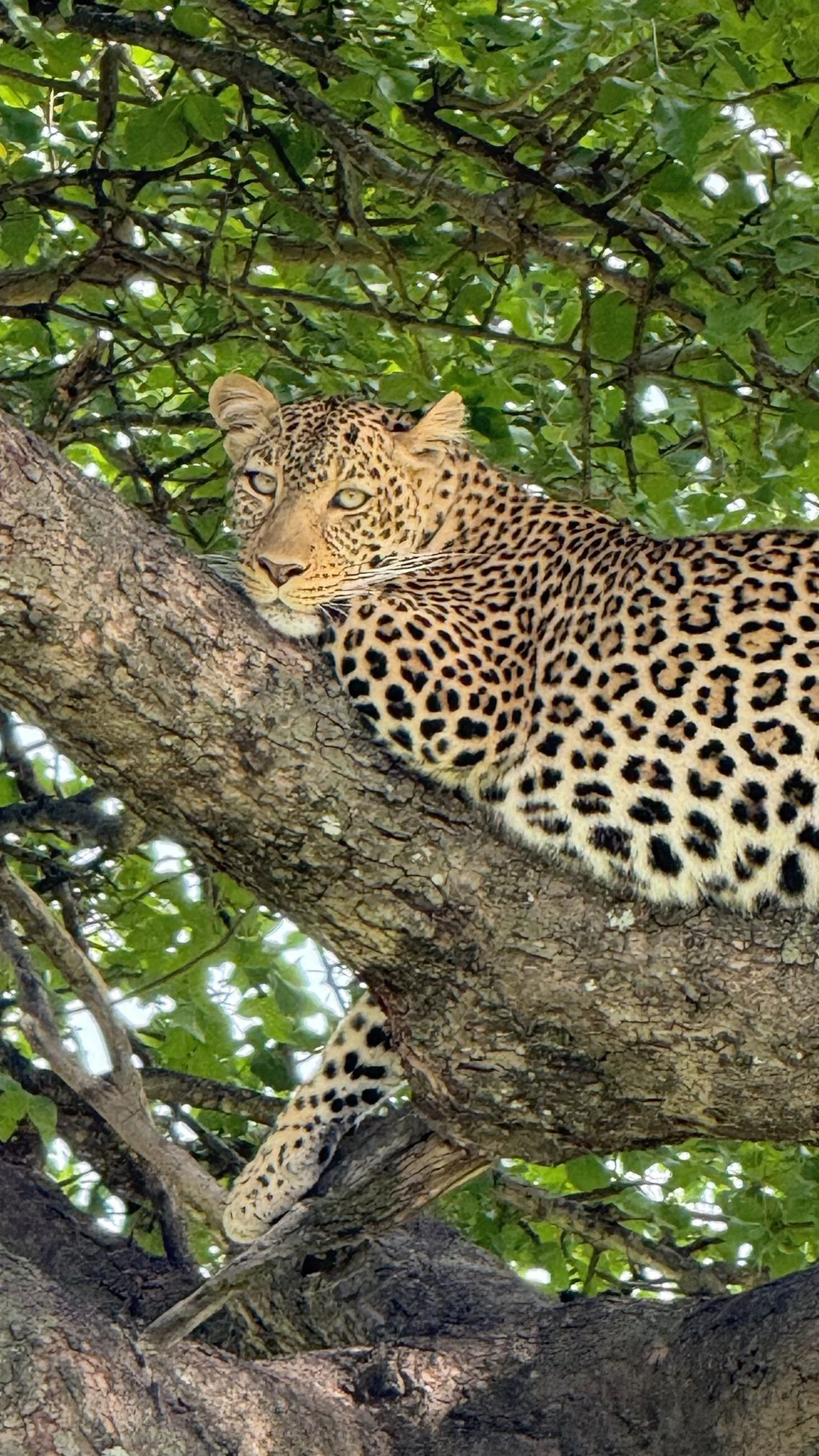 A leopard resting on a tree branch with green leaves in the background.