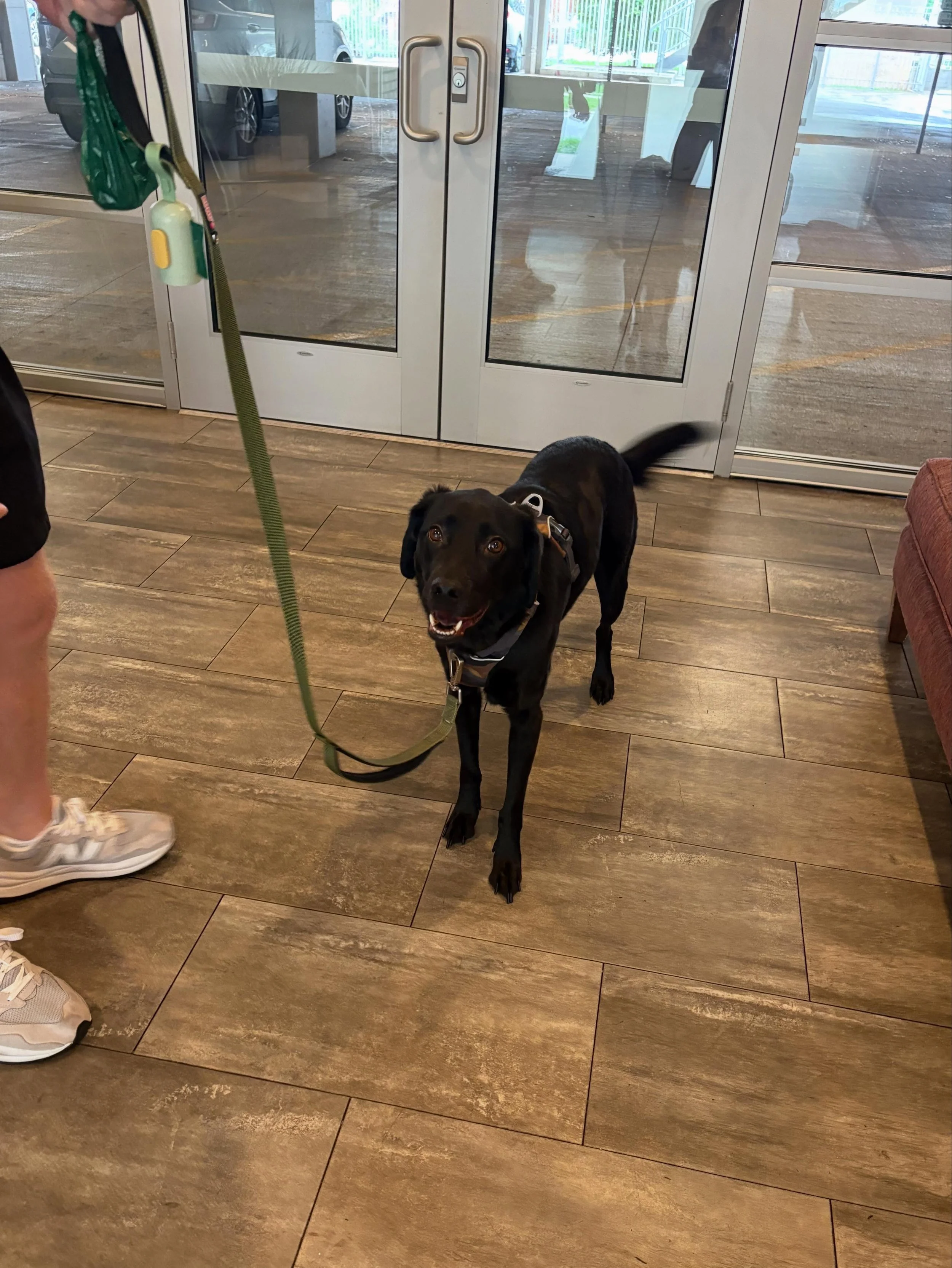 Four legs, wagging tail, and impeccable taste in apartments 🖤 We love our furry friends at the Jerome!