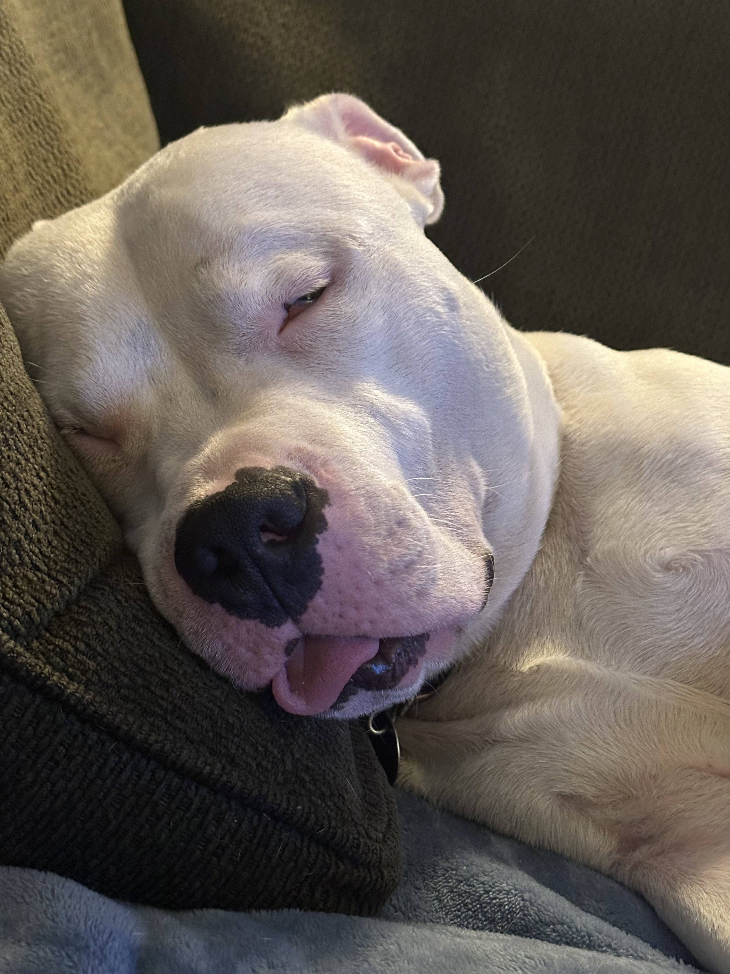 Close-up of a sleeping white dog with black spots on its nose, resting its head on a dark green textured cushion.