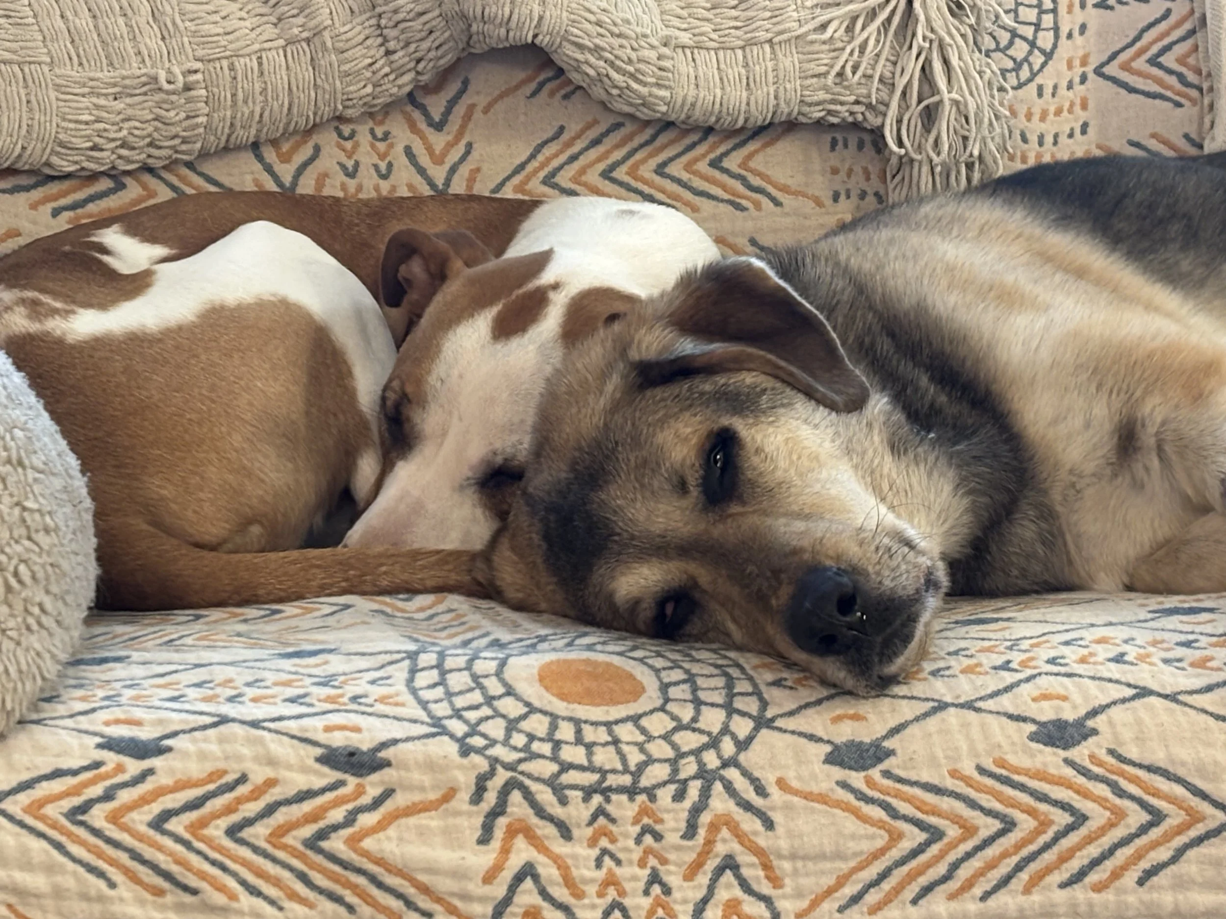 Two dogs sleeping close together on a patterned beige and orange couch.