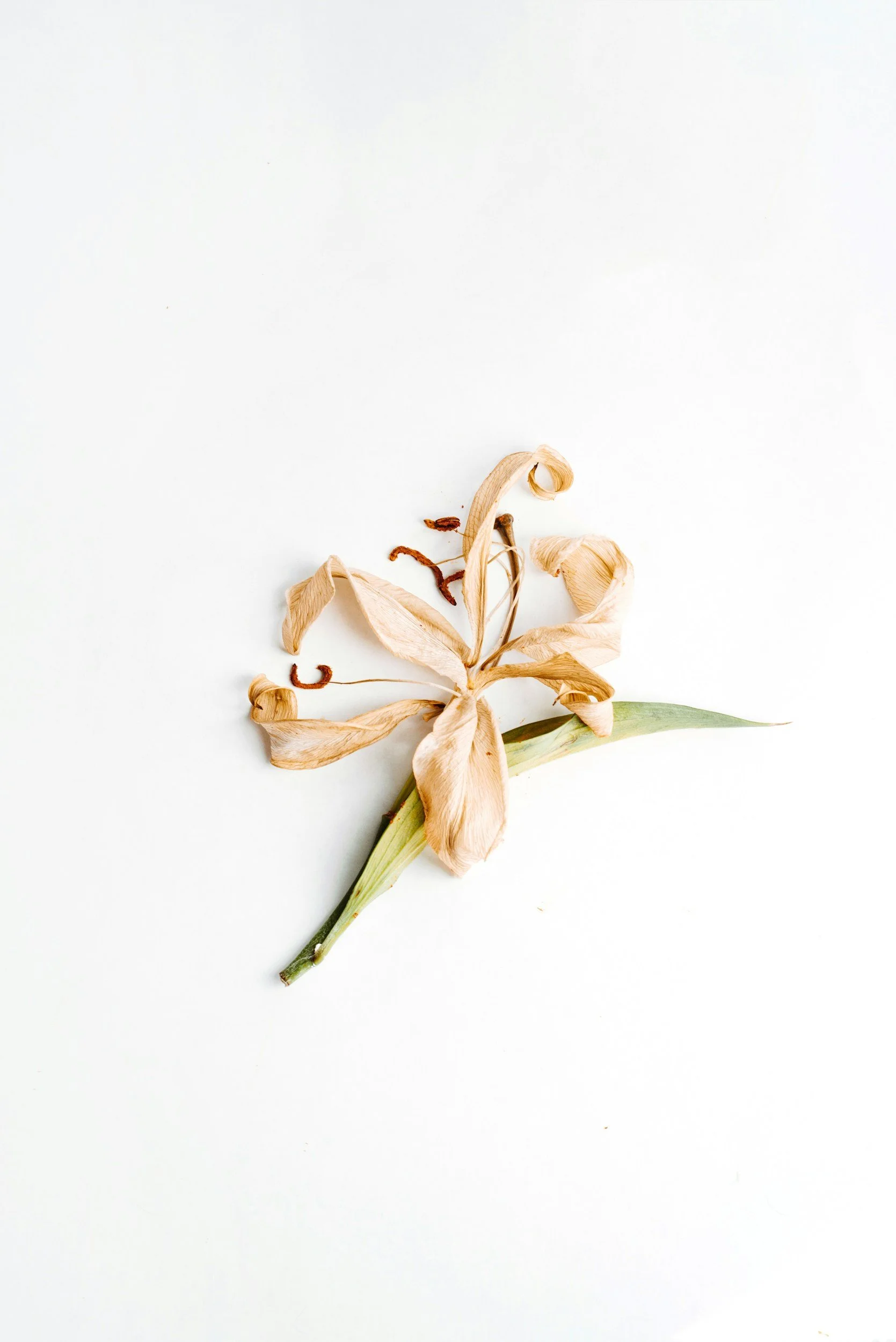 One dried flower.