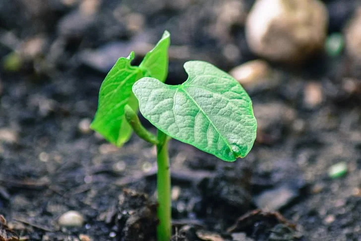 Close-up of a young green bean sprout emerging from dark soil.