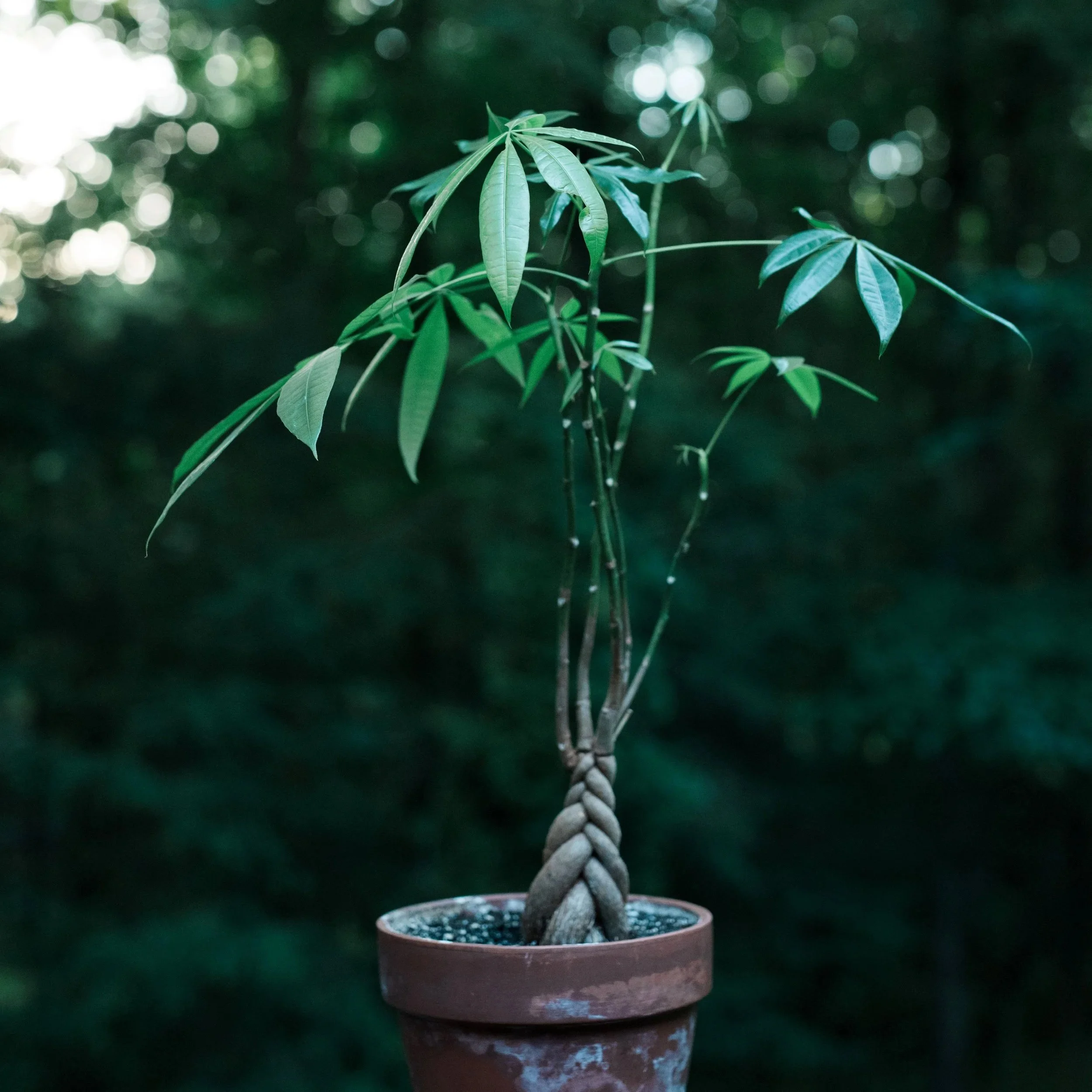A potted braided money tree with green leaves, set against a dark, blurred outdoor background.