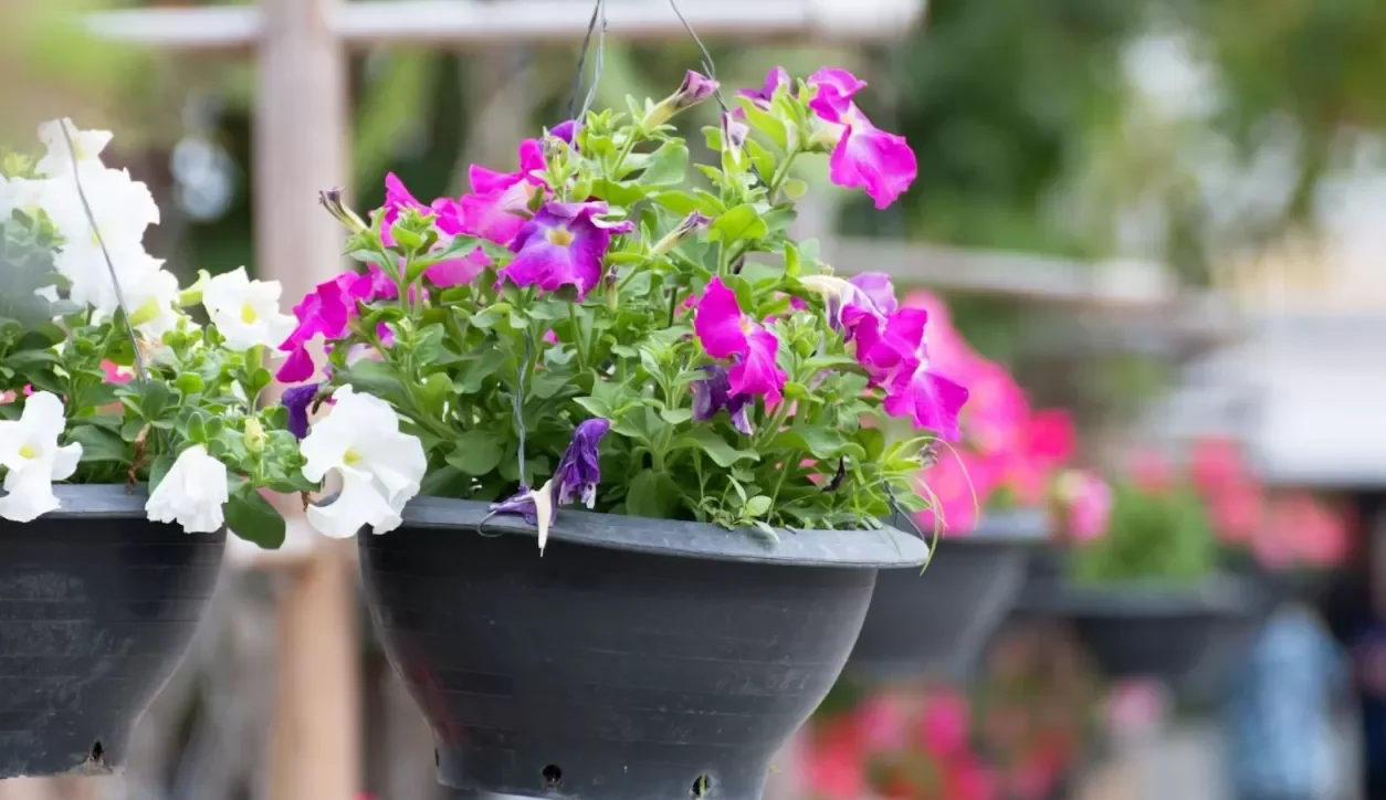 Basic tips for planning a landscape project