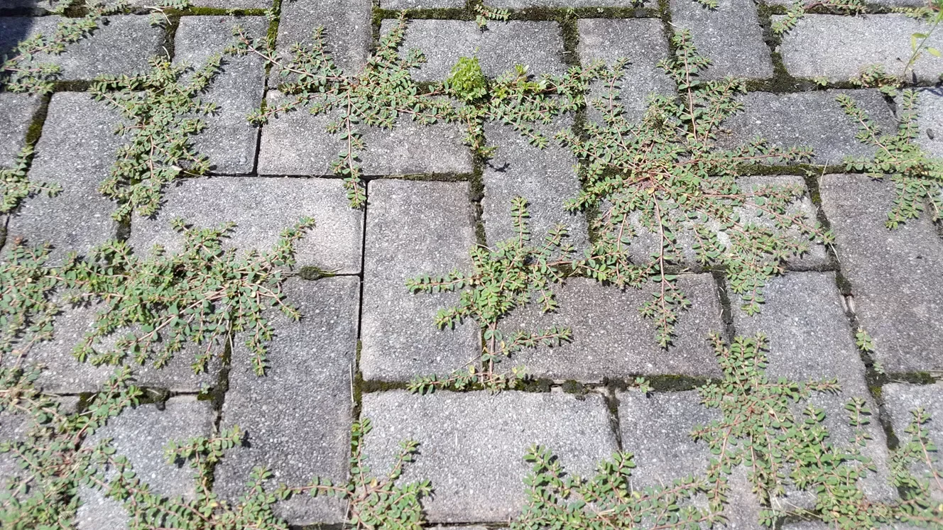 What is the best edging for pavers