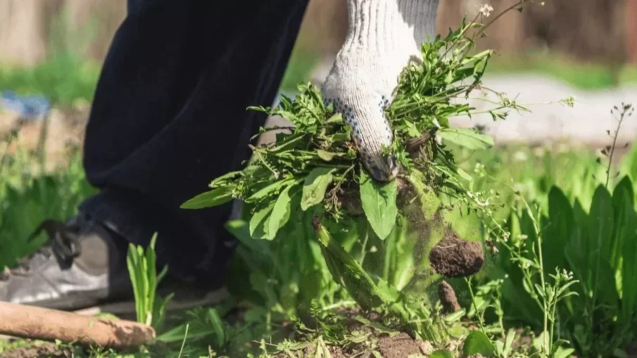 How to install artificial grass