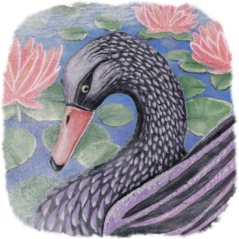 A sense of serenity prevails as a black swan glides among pink lily pads floating in a pond. A white mist surrounds her.