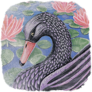 A sense of serenity prevails as a black swan glides among pink lily pads floating in a pond. A white mist surrounds her.
