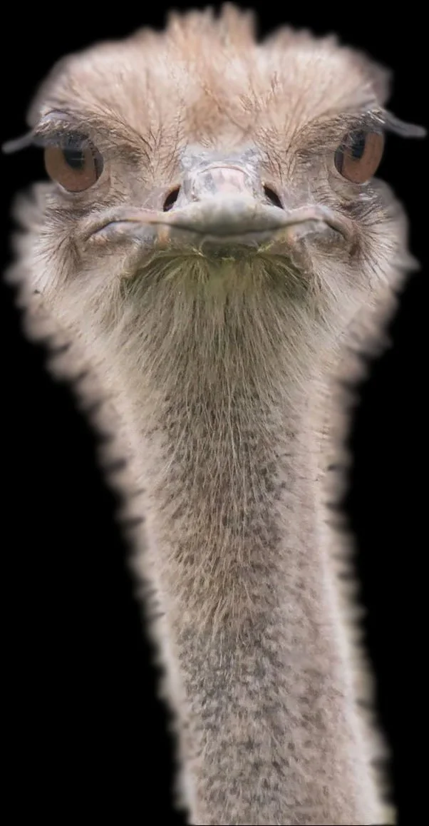 Ostrich farm slaughter Edgewood BC Canada