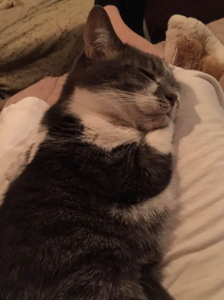 A gray and white tabby cat sleeping peacefully on a person's lap, with its eyes closed and paws tucked in, surrounded by a beige blanket and a stuffed animal in the background.