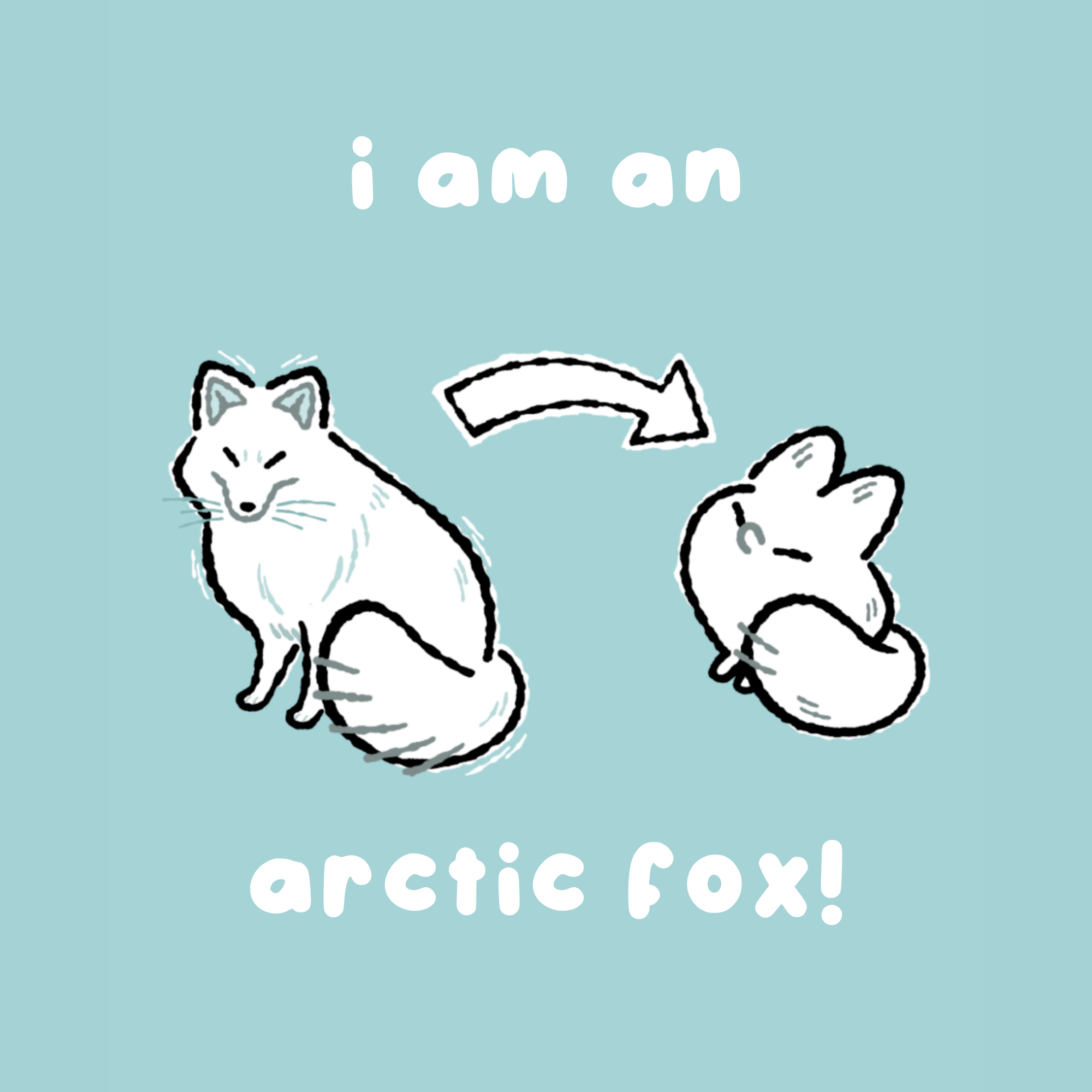I am an arctic fox!