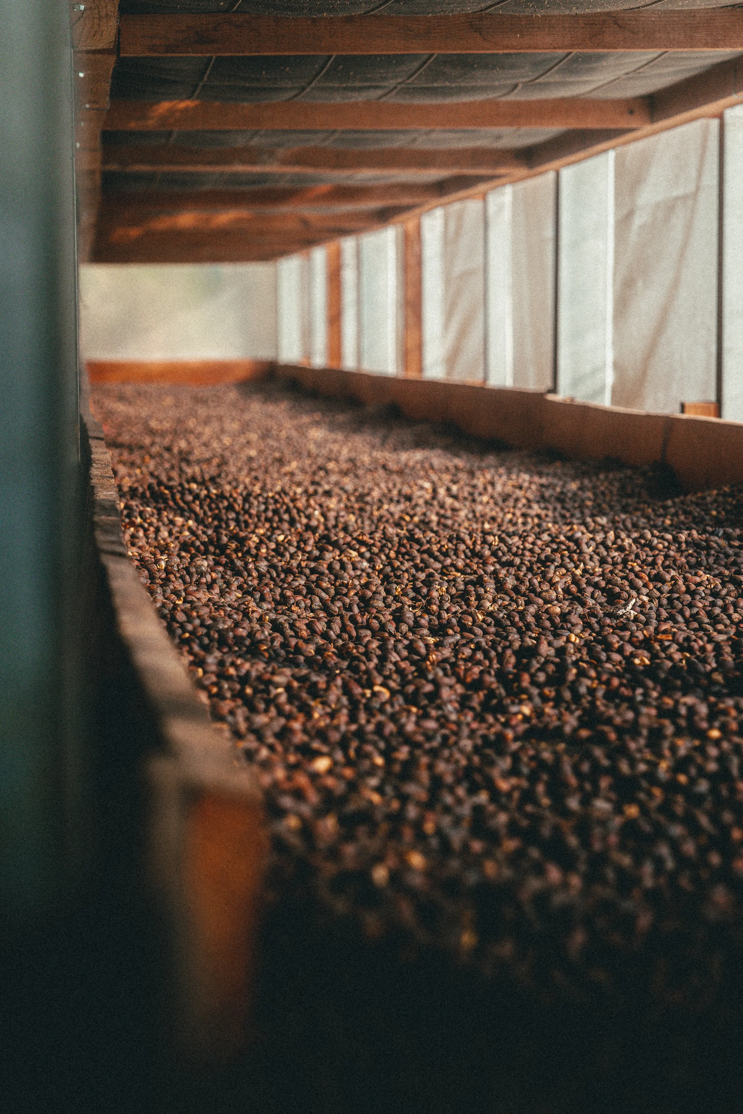 HONDURAS_ORGANIC_CAFESMO_MERCEDES_NATURAL4.jpg.webp
