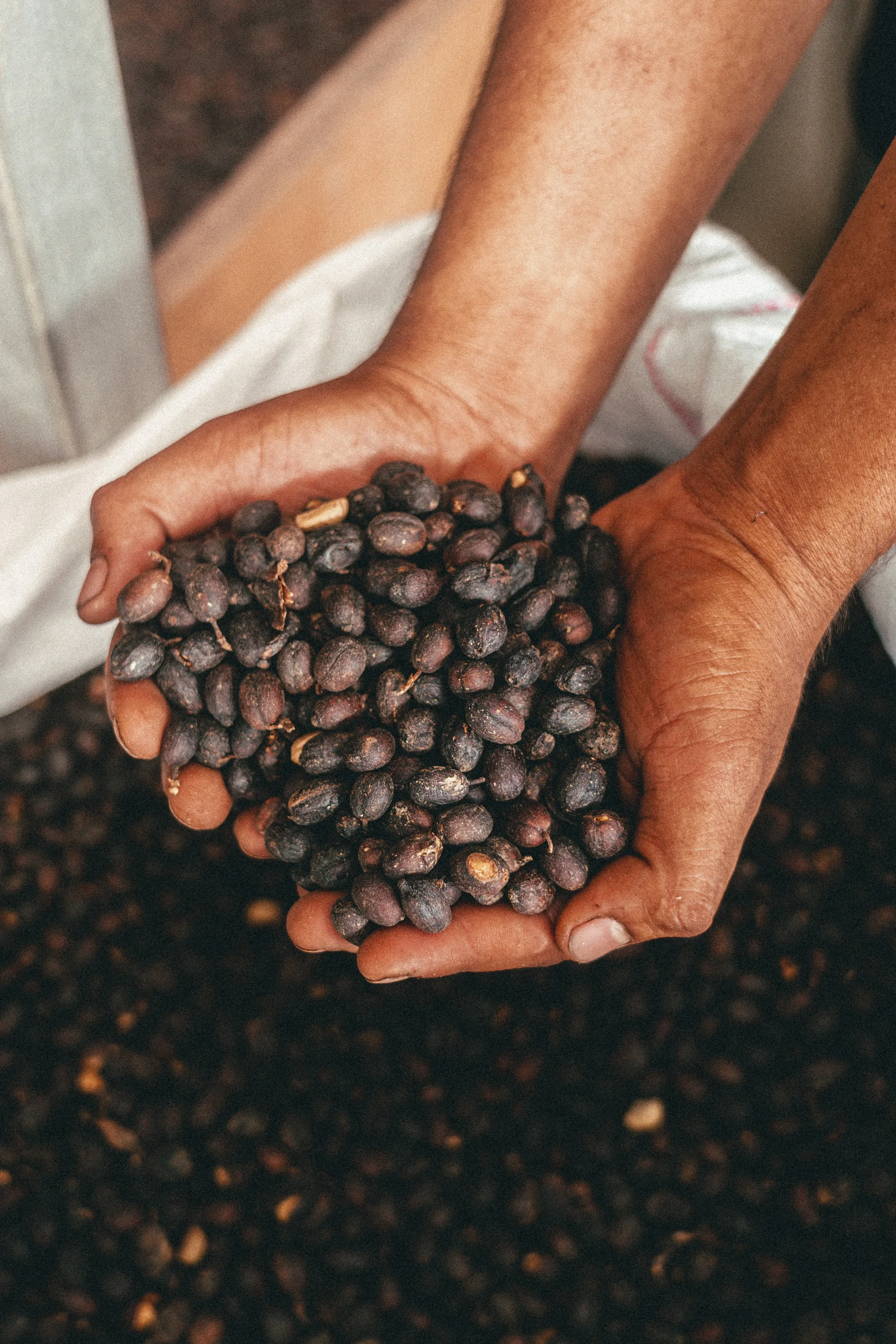 HONDURAS_ORGANIC_CAFESMO_MERCEDES_NATURAL2.jpg.webp