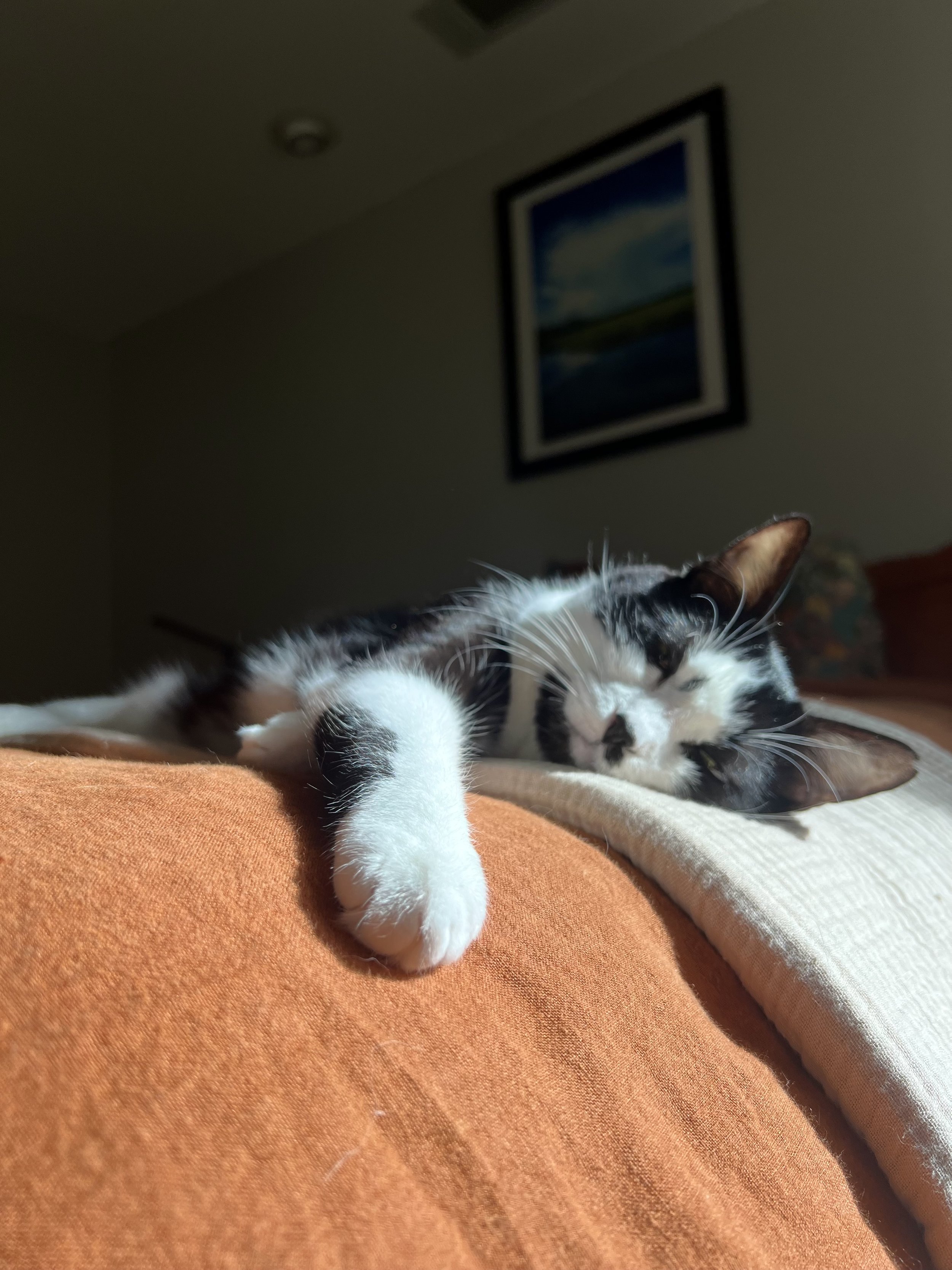 A black and white cat lying on an orange and beige blanket, sleeping with its eyes closed.