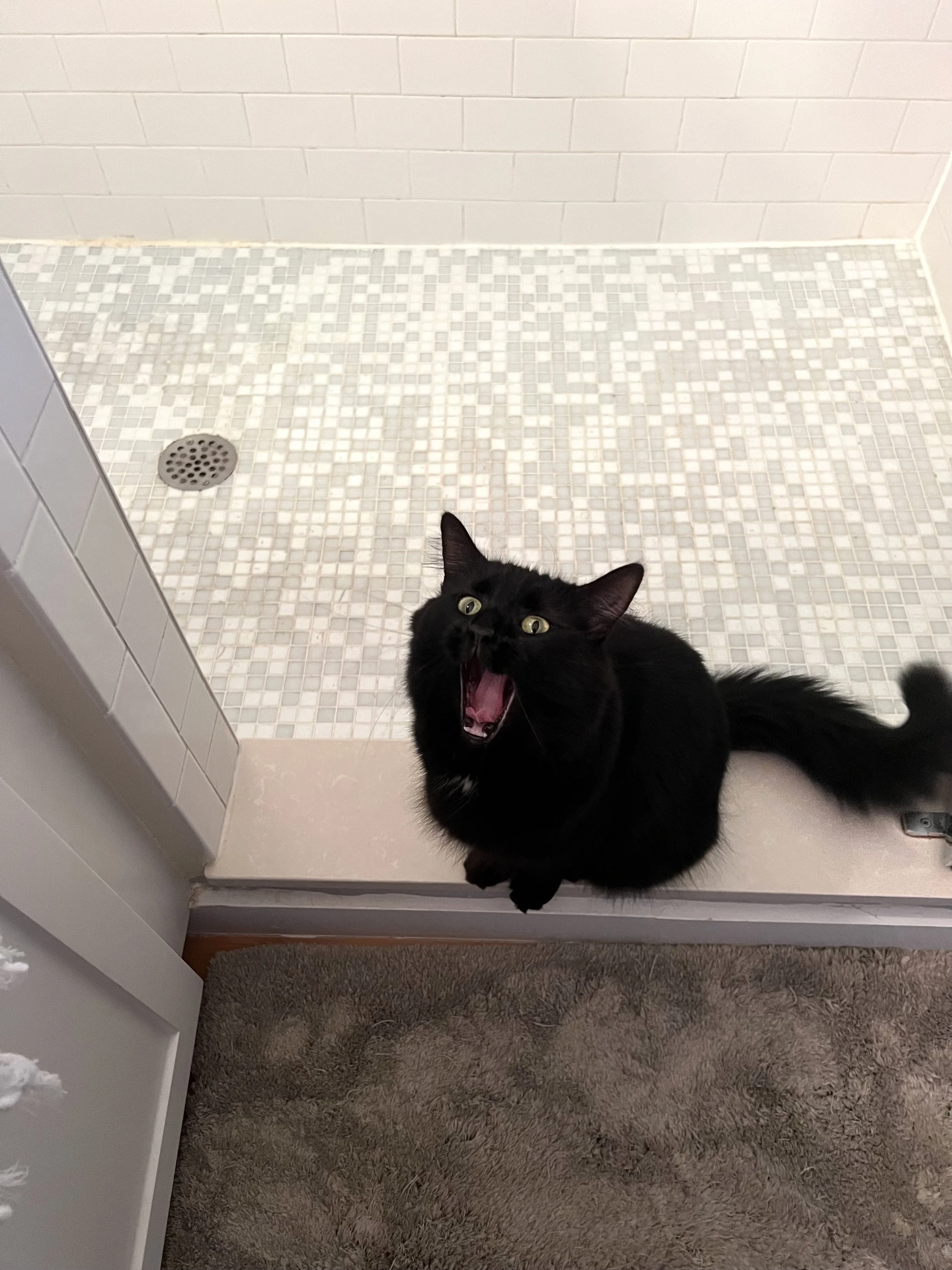 A black cat sitting on a ledge in a bathroom, looking up and meowing with its mouth wide open, with a tiled shower floor and a drain visible behind it.