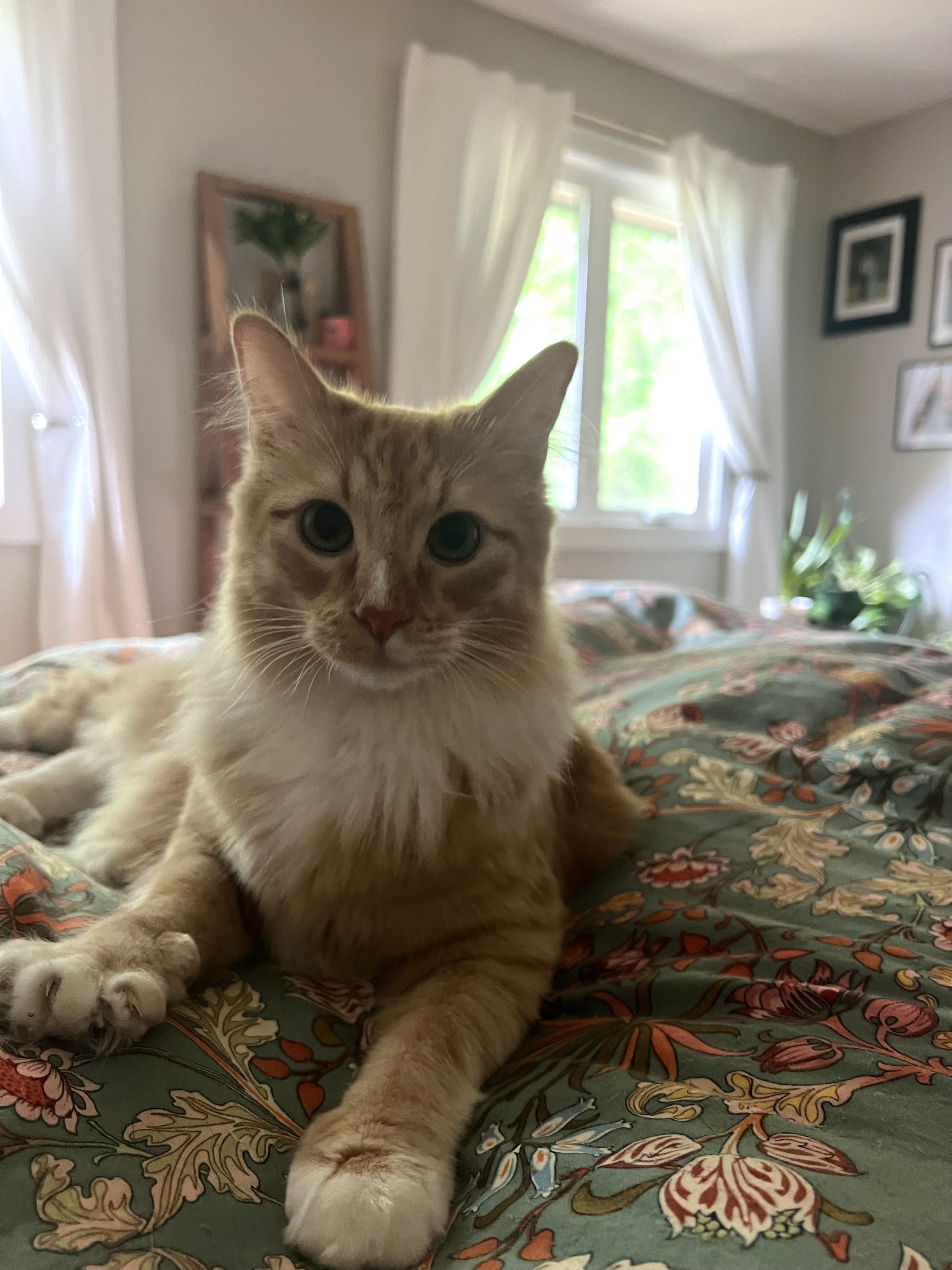 A ginger cat with white paws and chest lying on a floral-patterned bedspread in a bedroom, with a window and curtains in the background.