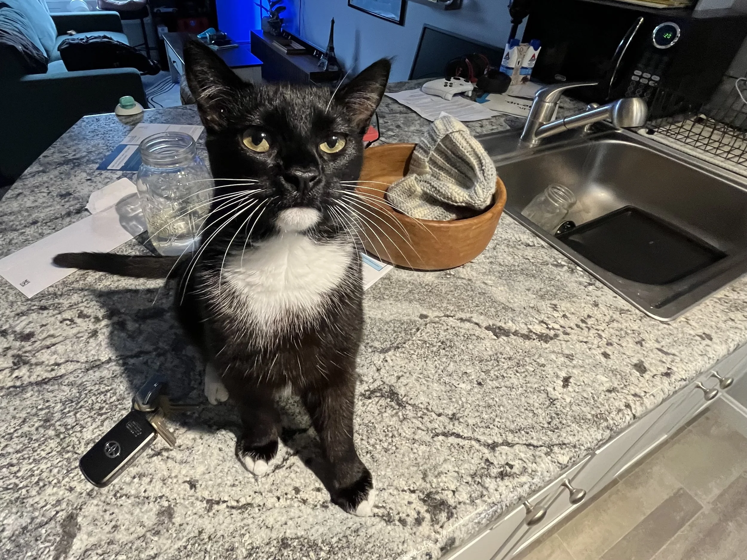 Black and white cat sitting on a kitchen countertop next to a set of keys, a jar, and a wooden bowl filled with a cloth. The kitchen sink is visible with a sponge and a glass in the sink. The background shows a living room with a blue wall and a TV.
