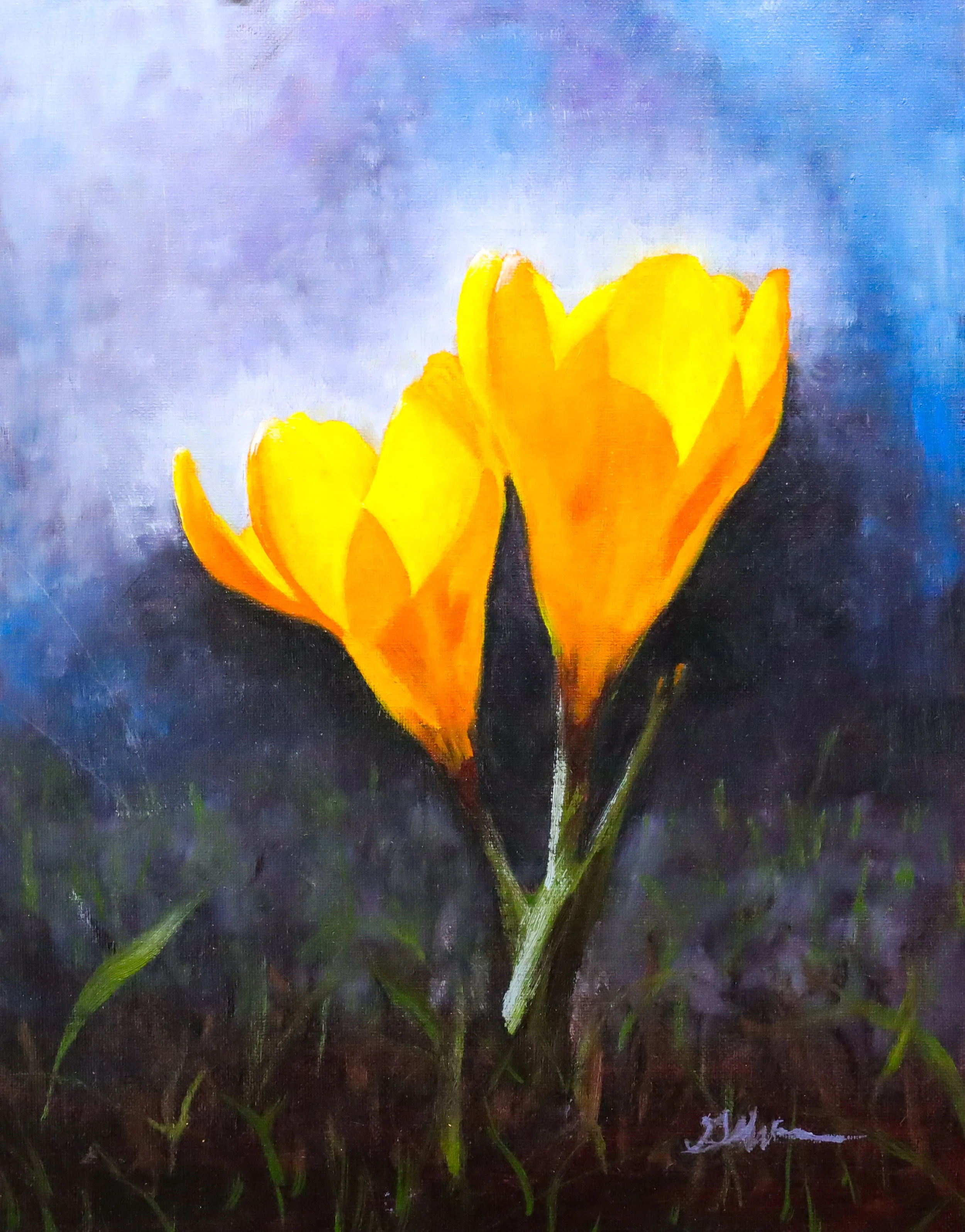 Yellow Crocus
