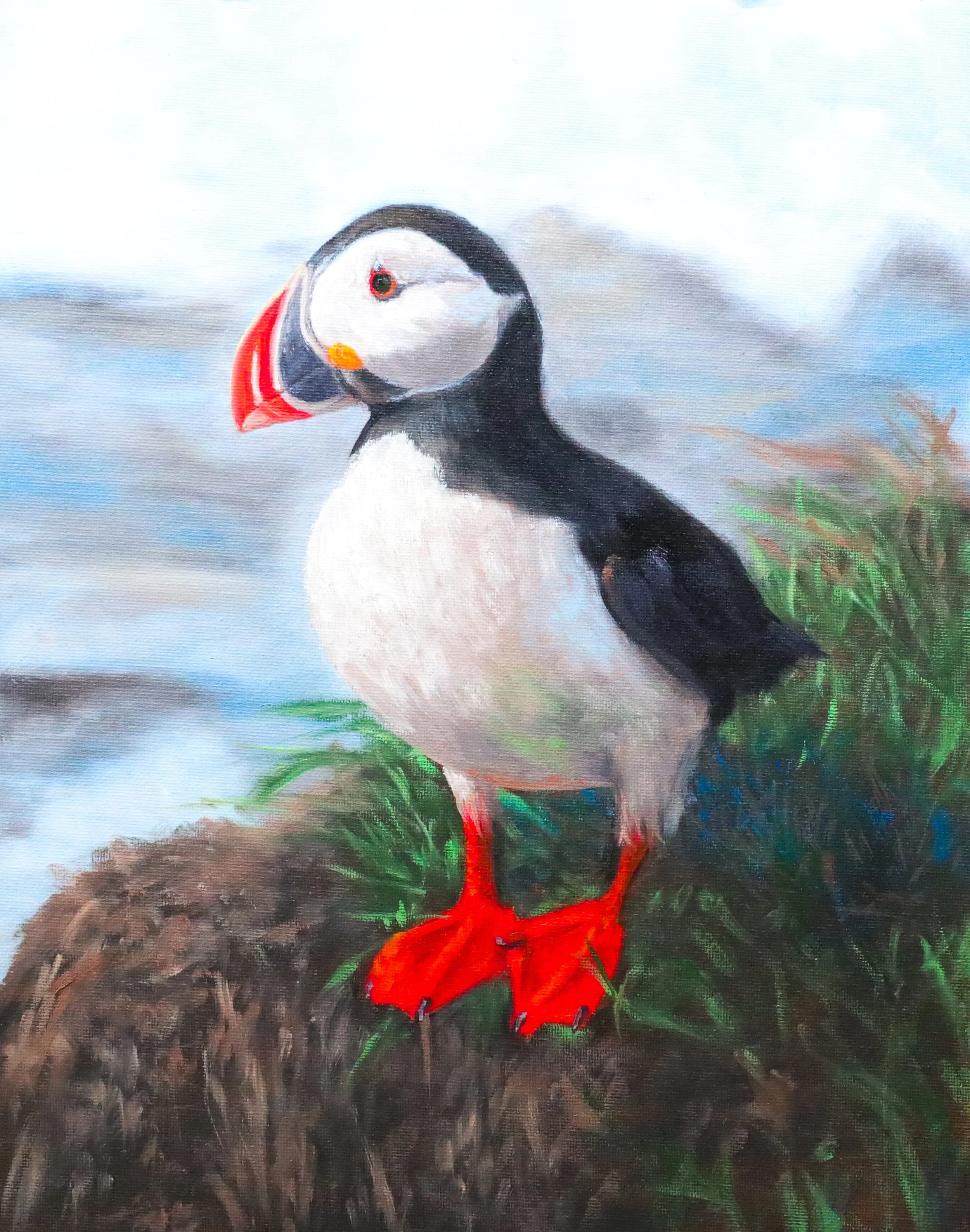 Puffin