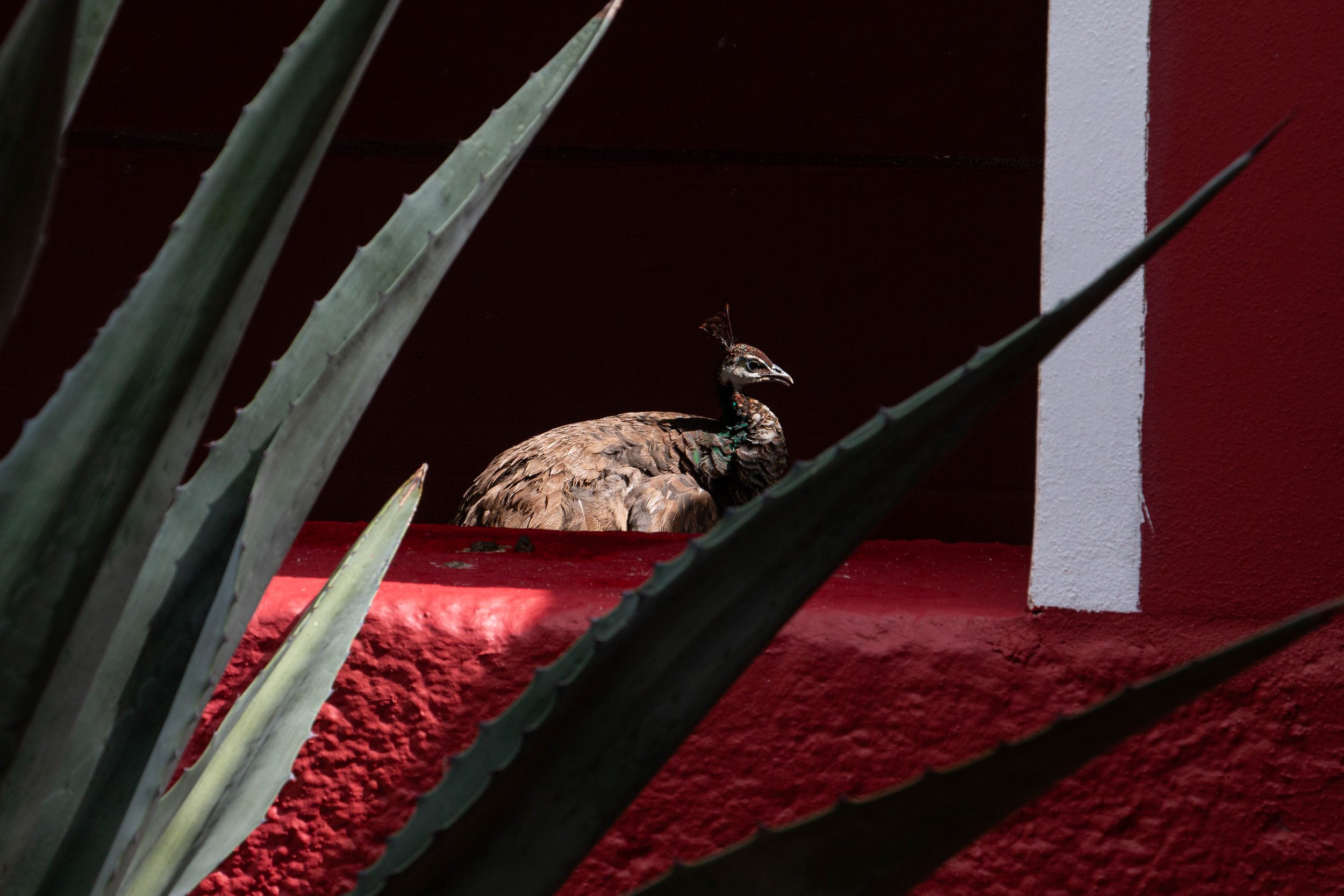 A peacock sitting on a red ledge, partially obscured by the leaves of a succulent plant in the foreground. The background features a red and white wall.