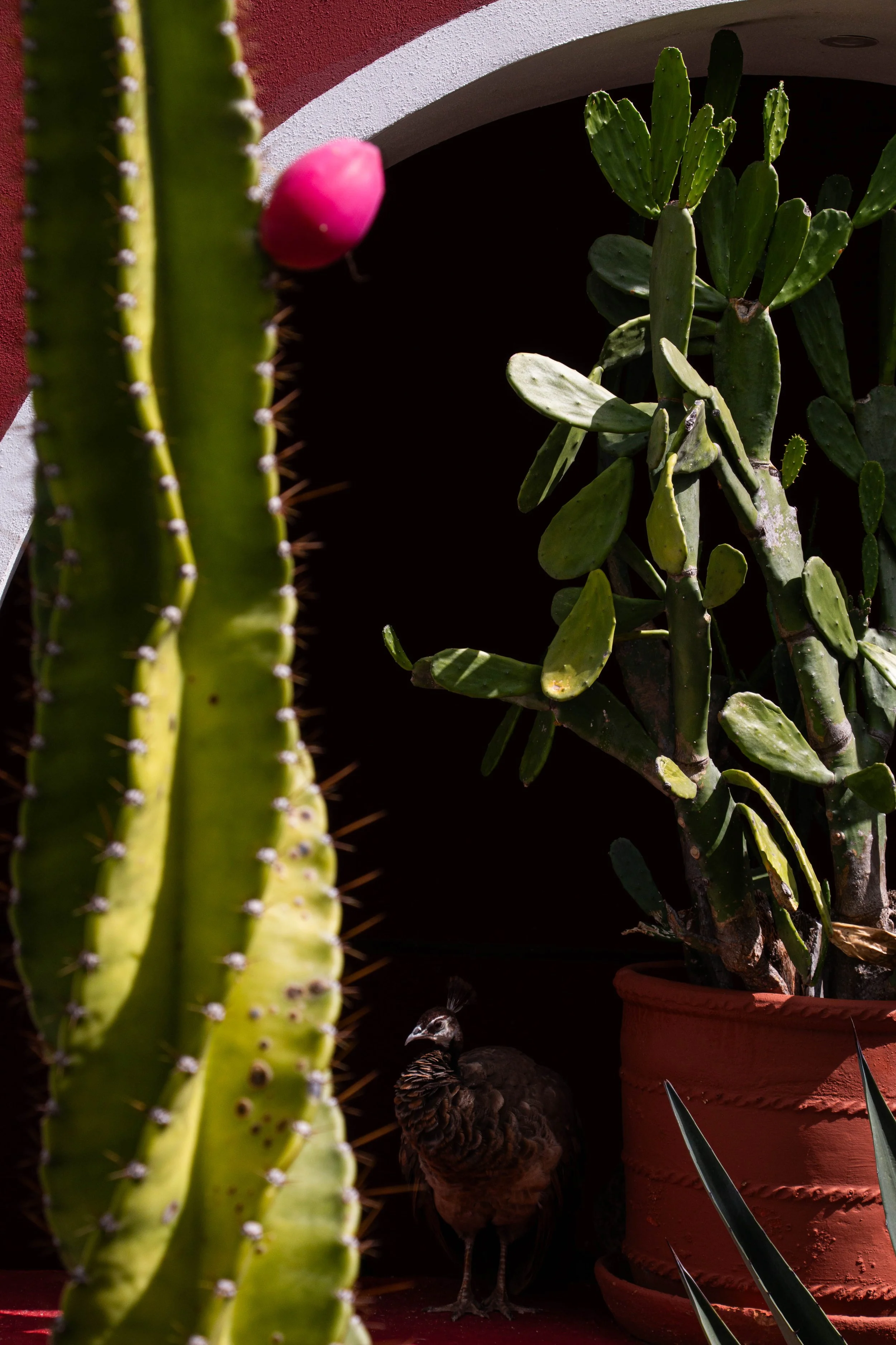 A decorative scene with cacti and succulents in pots, a pink cactus flower, and a small bird standing on a red surface, with a dark background and a partial white arch.