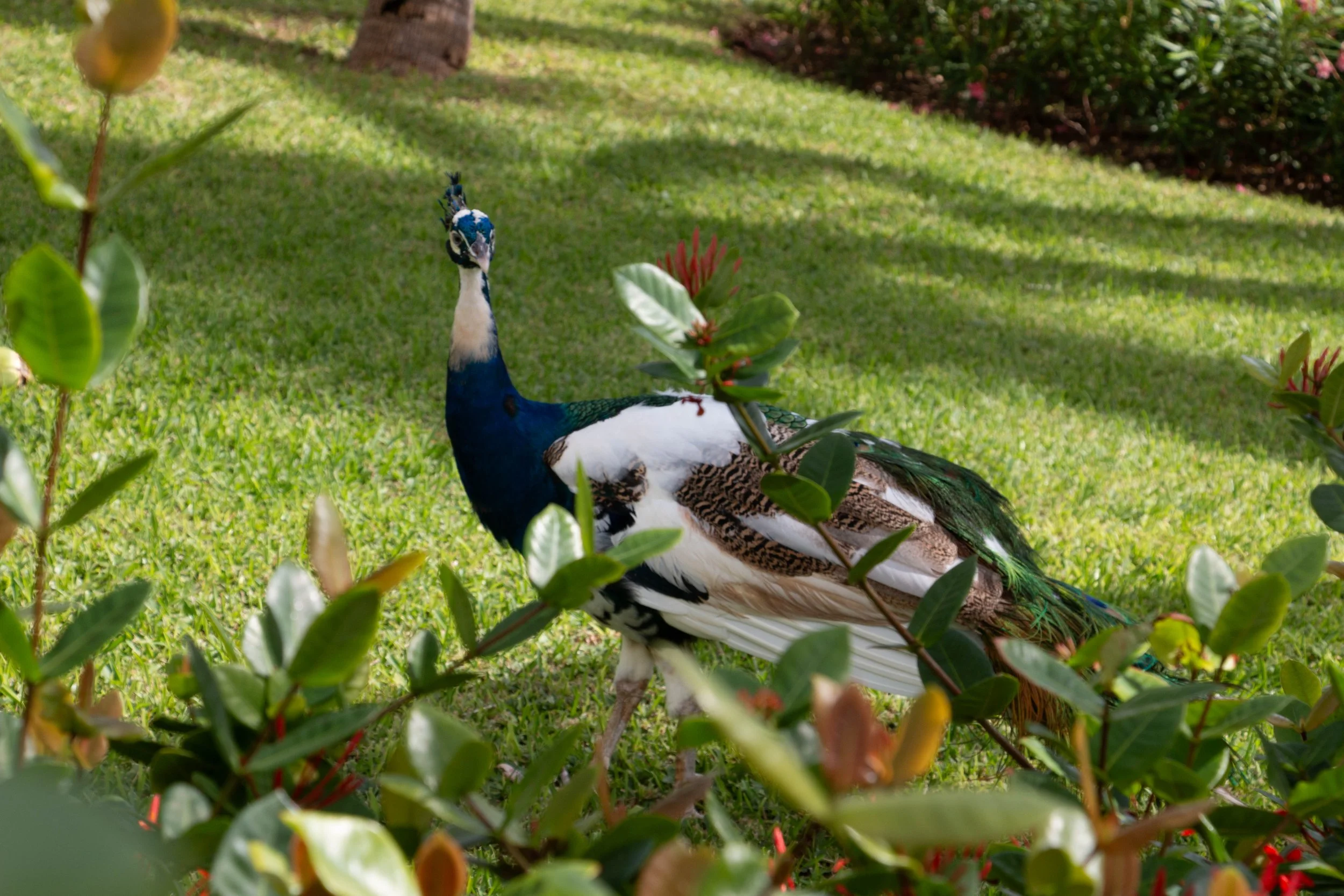 A peacock standing on grass behind green bushes with leaves and red flowers.