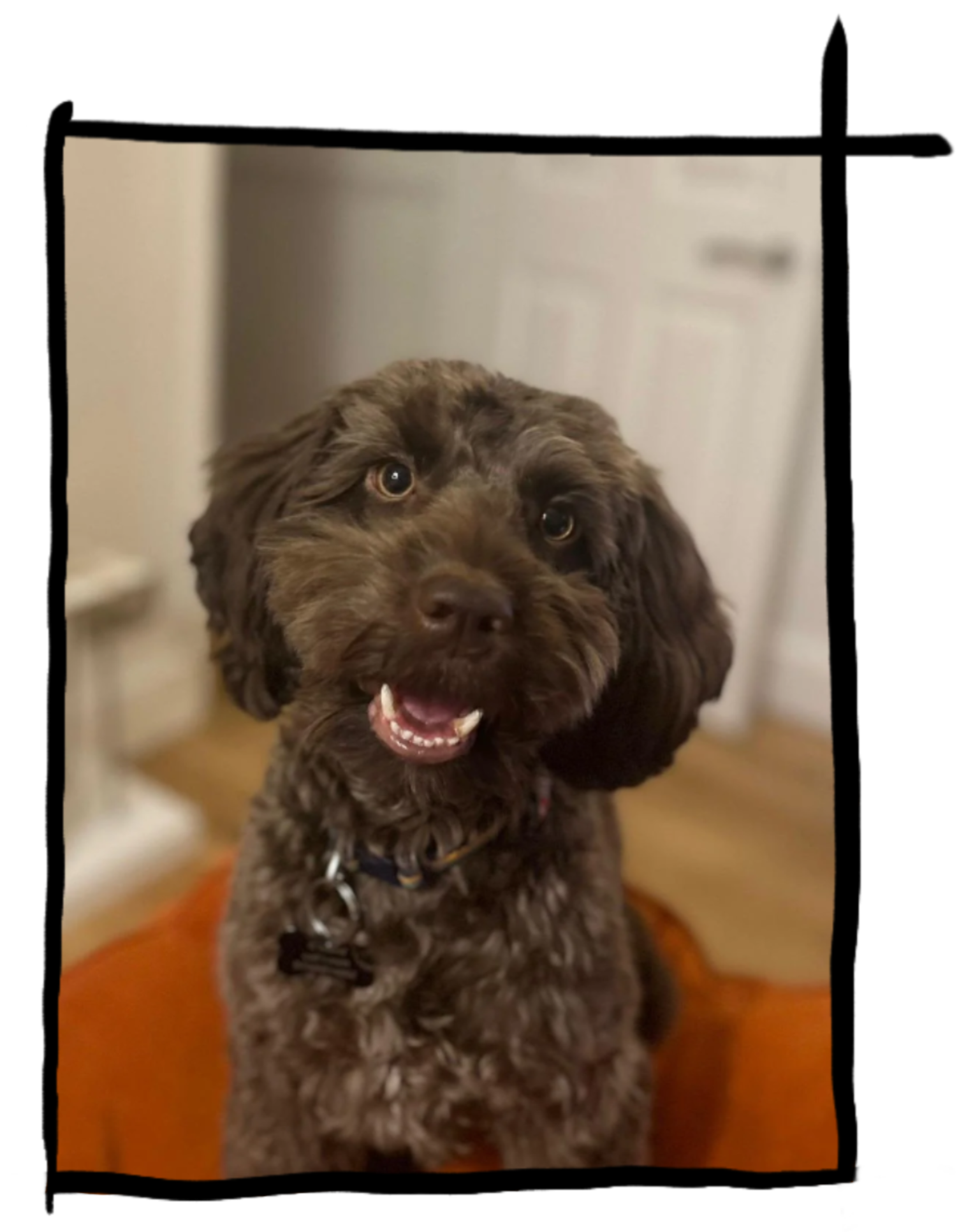 A brown curly-haired dog, possibly a Labradoodle, is standing on a wooden floor with a white wall in the background. The dog has one eye winking, an open mouth, and a happy expression.