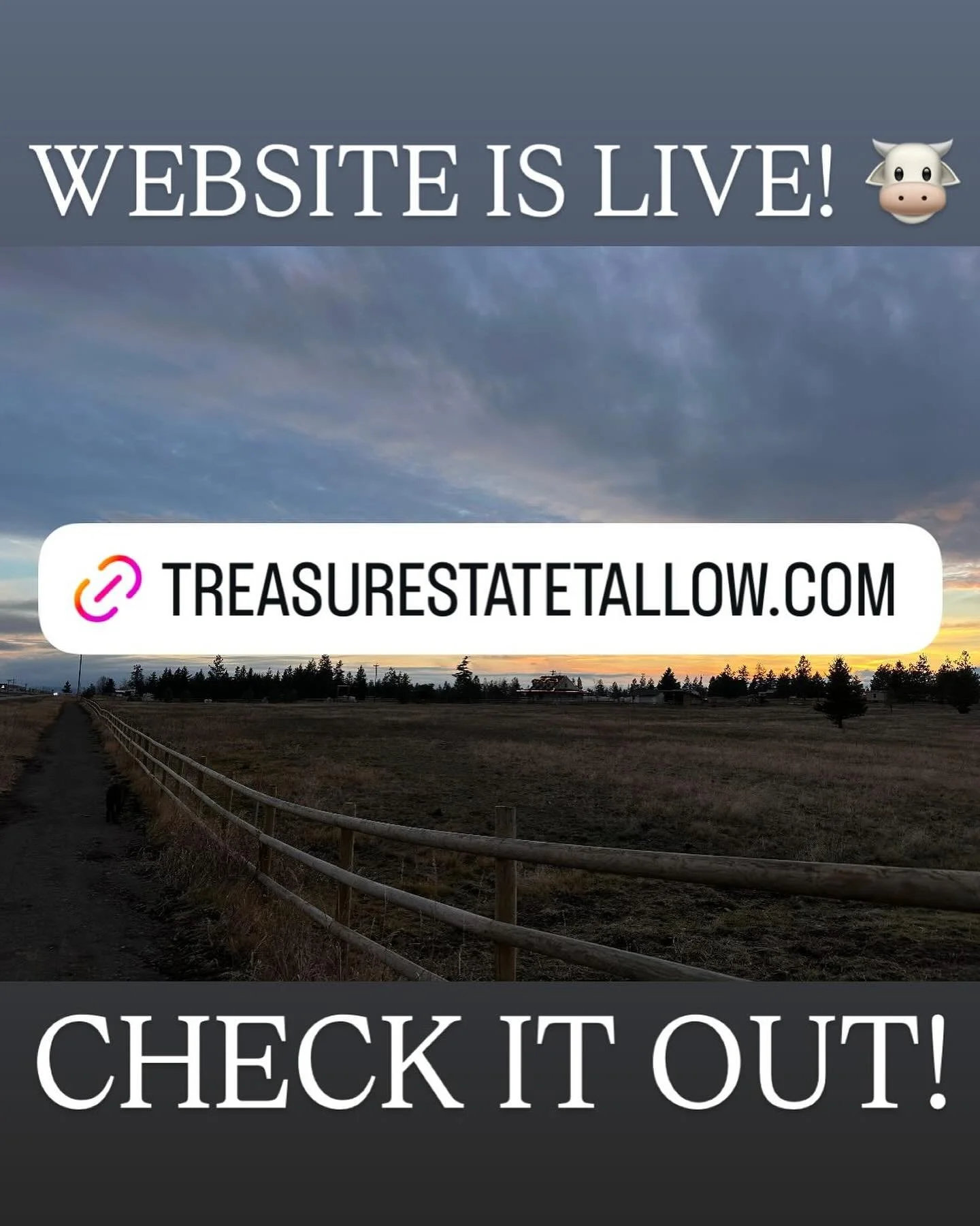 We have a website! Please go visit and tell your friends! 🐮