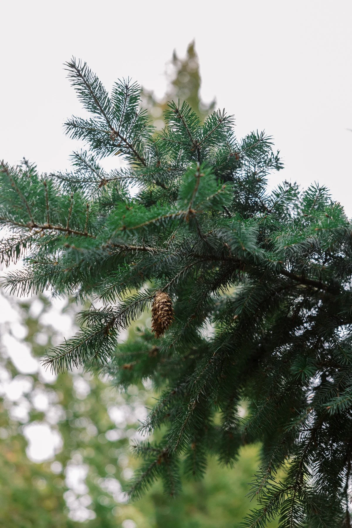 arborlight_kitstreetour_elmshoots-41.jpg