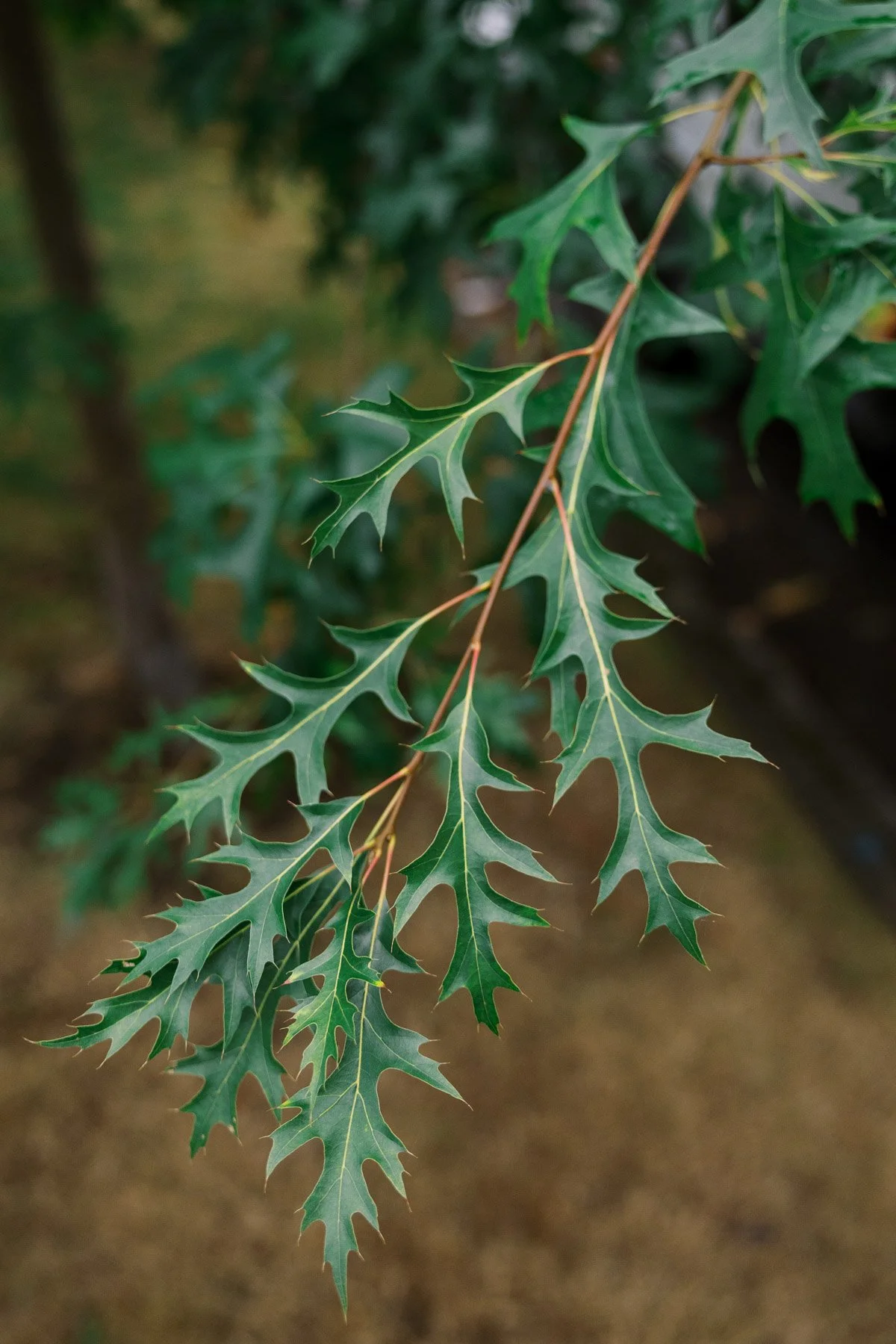 Close-up of green holly leaves with pointed edges on a branch.