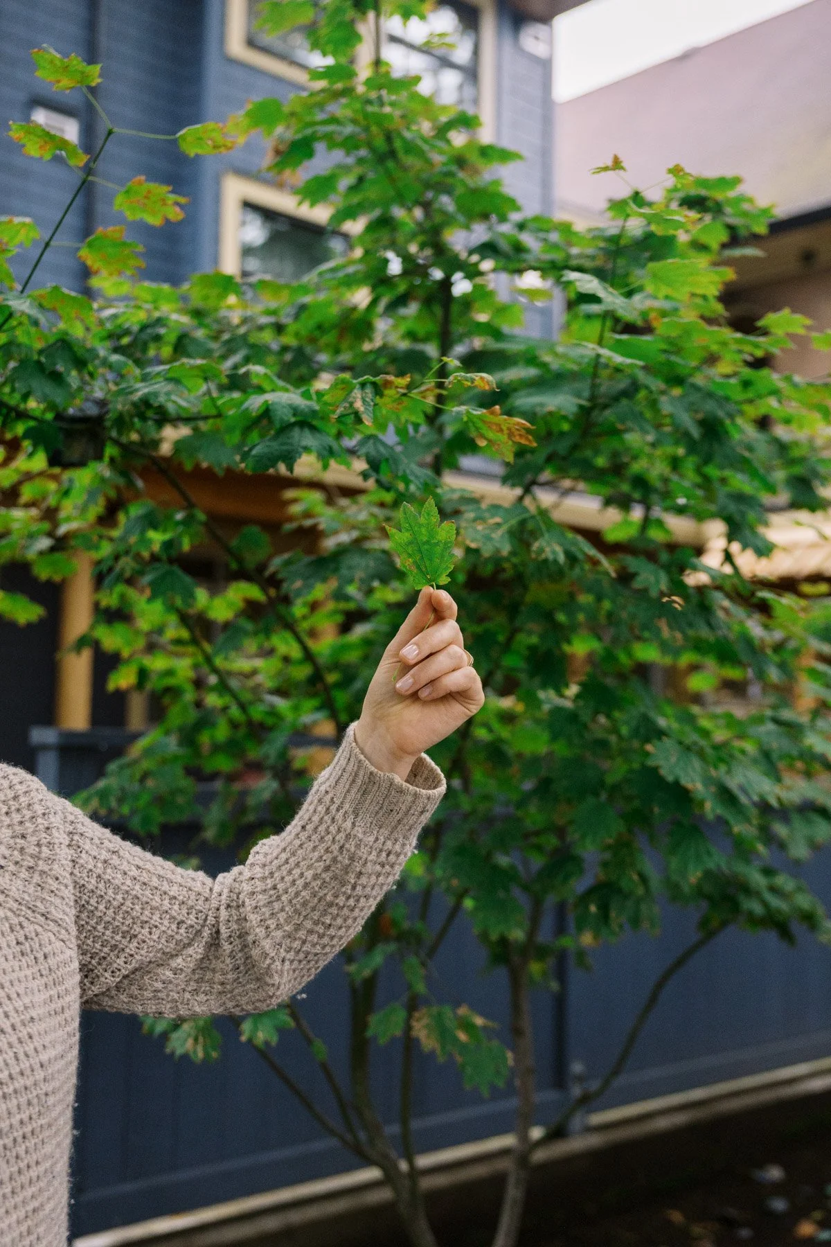 Person in a beige sweater holding a green maple leaf in front of a large leafy green maple tree outside a house.