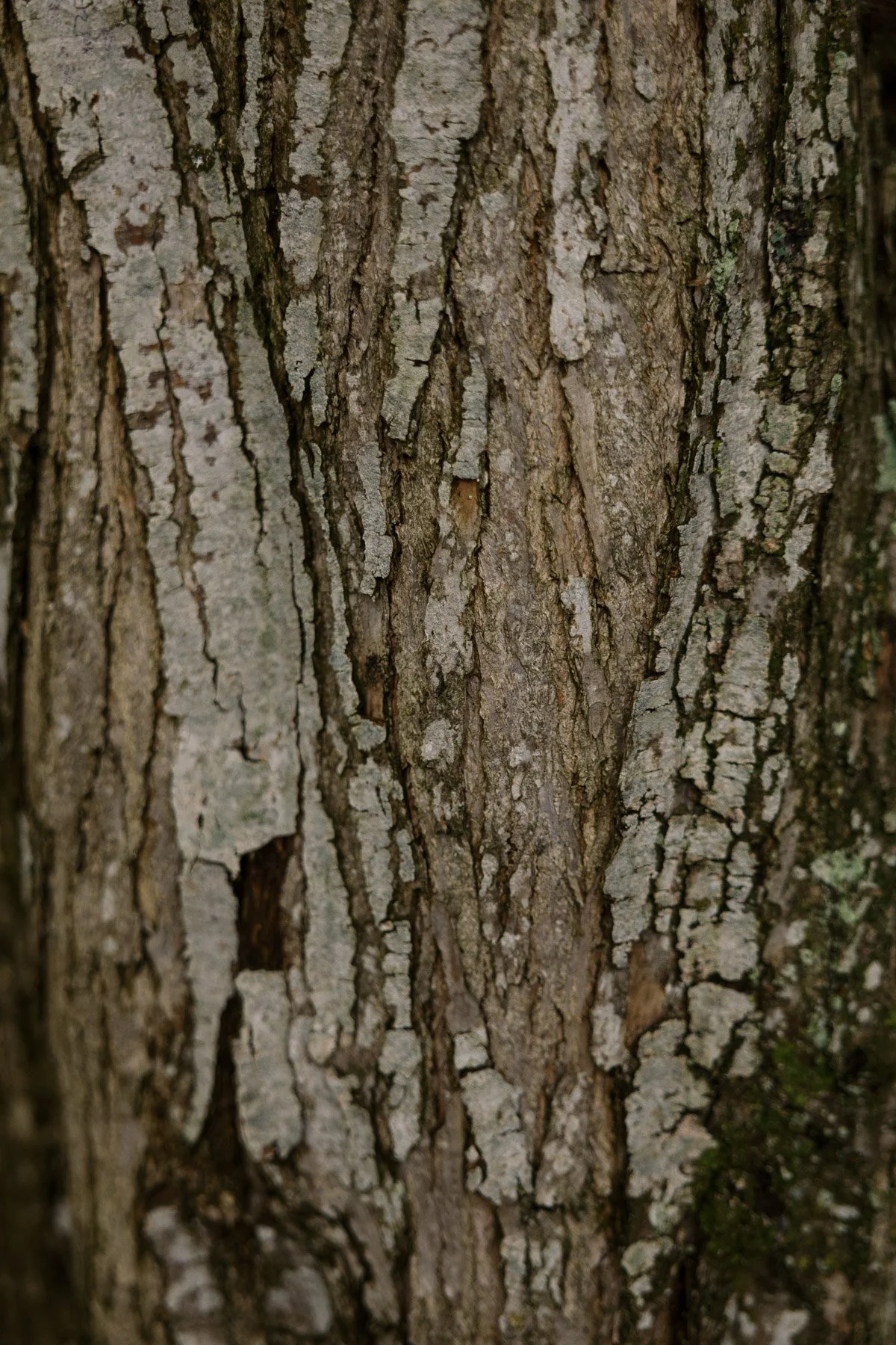 arborlight_kitstreetour_elmshoots-30.jpg