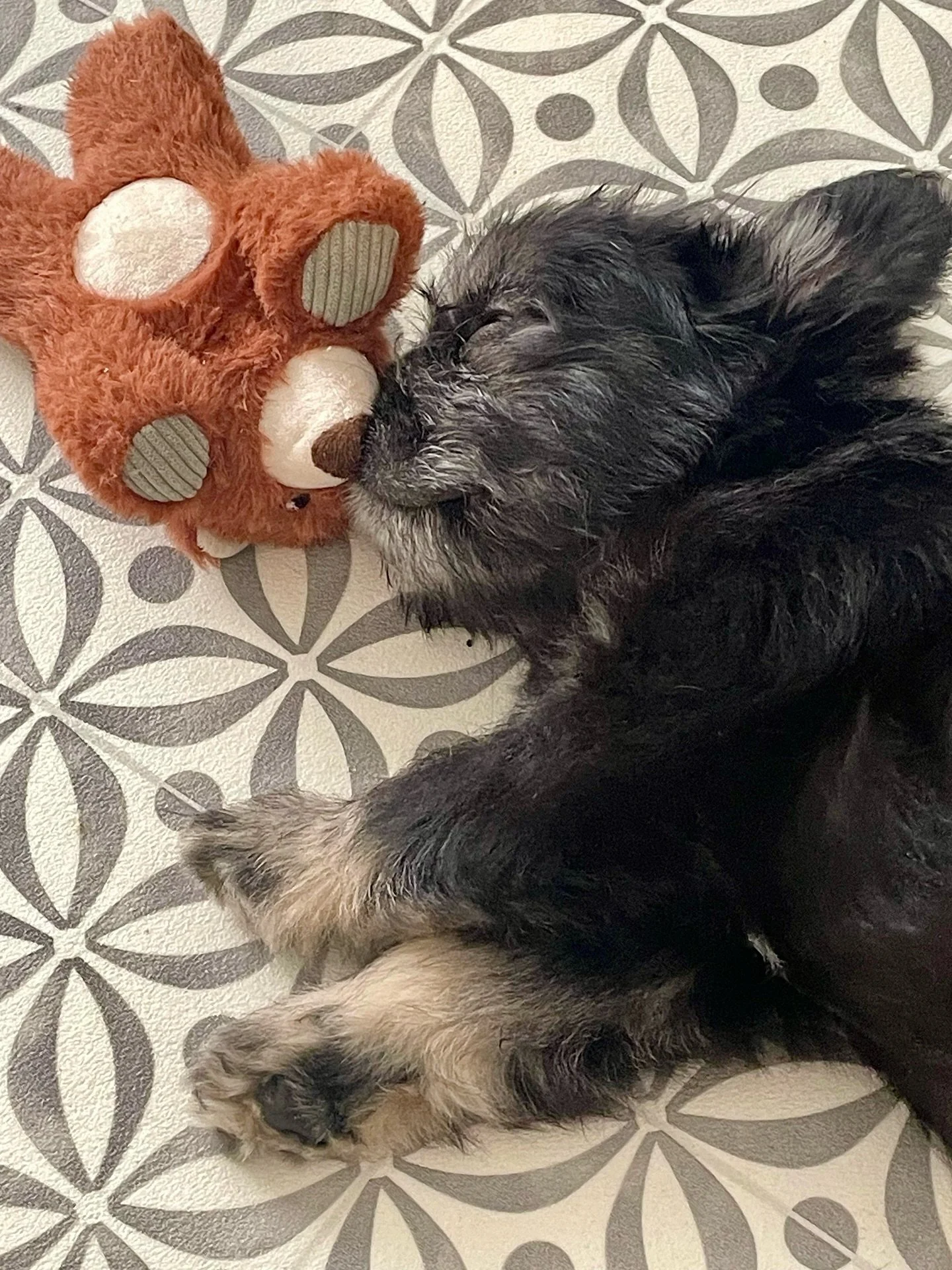 Fluffy Bugsy and his partner in nap time 🧸 

Who do you think is the cutest?

Don&rsquo;t forget to follow us @northstarpups.official and check out the link on our website for more fluffy daily life! 💌

#northstarpupsofficial #flufffrenchies #north