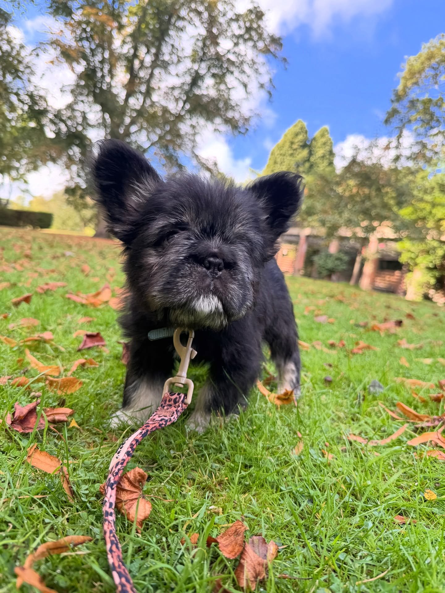 Thinking of adding Bugsy to your family? Head to our website or follow the link in our bio 🔗

Bugsy alert! Our fluffy French bulldog is living his best life in Vally Gardens in the autumn leaves 🍁, Harrogate 

Need more info about Bugsy or our othe