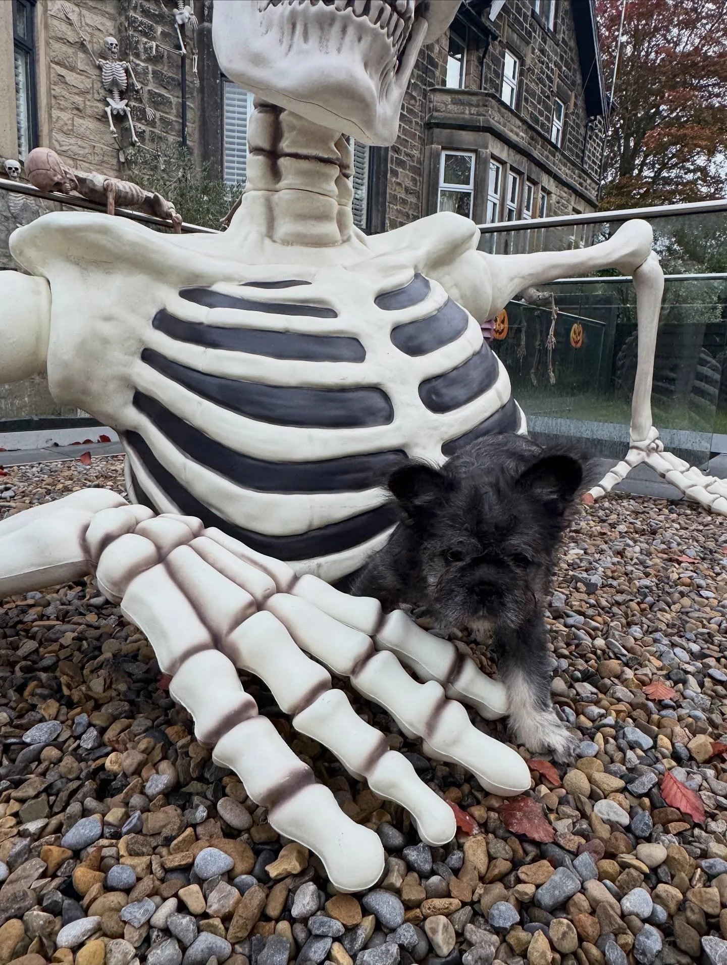 Bugsy is LOVING the Halloween decorations!! Nothing phases him HAPPY HALLOWEEN EVERYONE 🎃

Head to our bio or website to see available pups www.northstarpups.co.uk!

Don&rsquo;t forget to follow us @northstarpups.official for daily life! 💌

Note: U