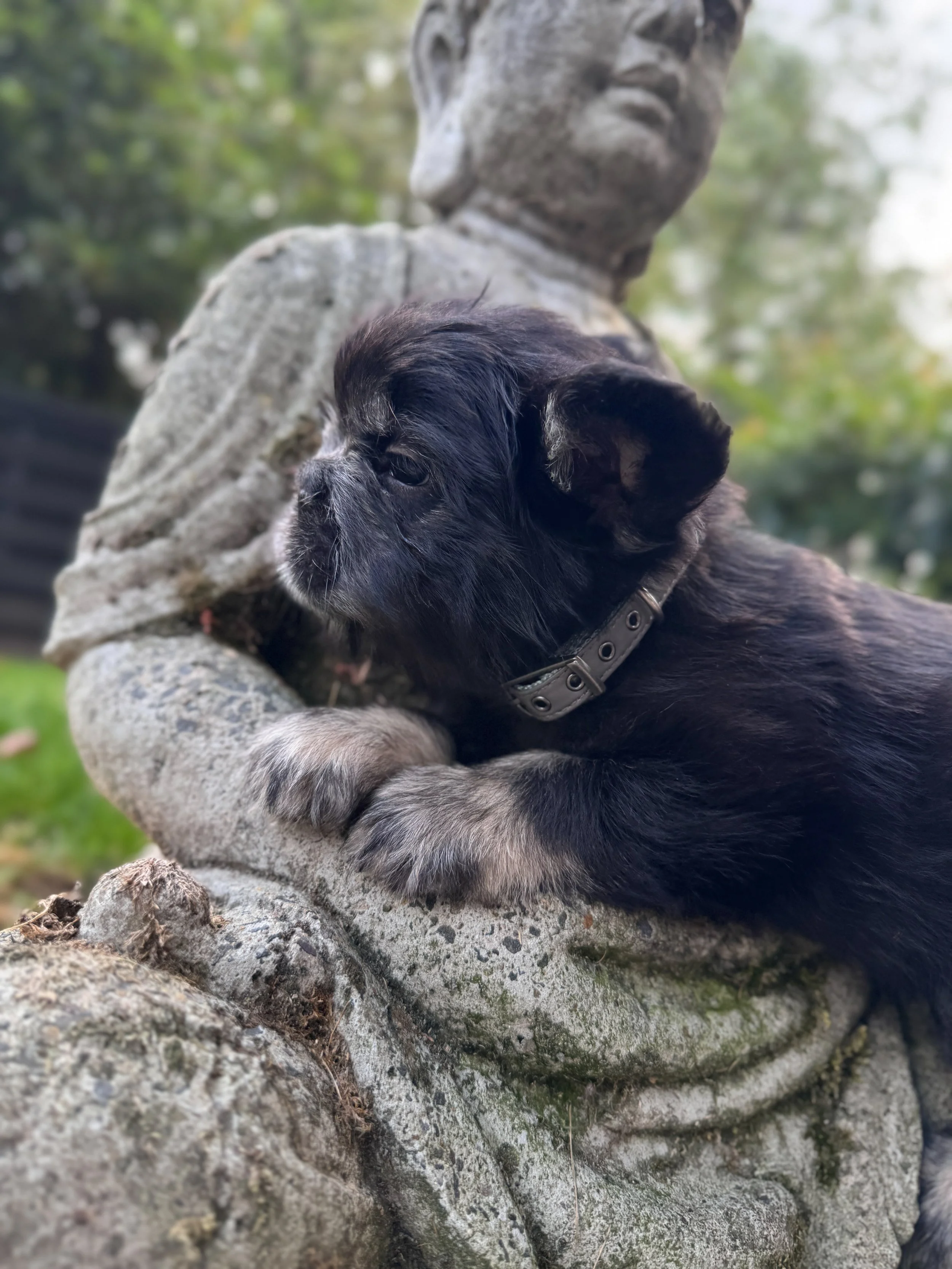 A small black and gray puppy resting on a stone statue of a person in a park.